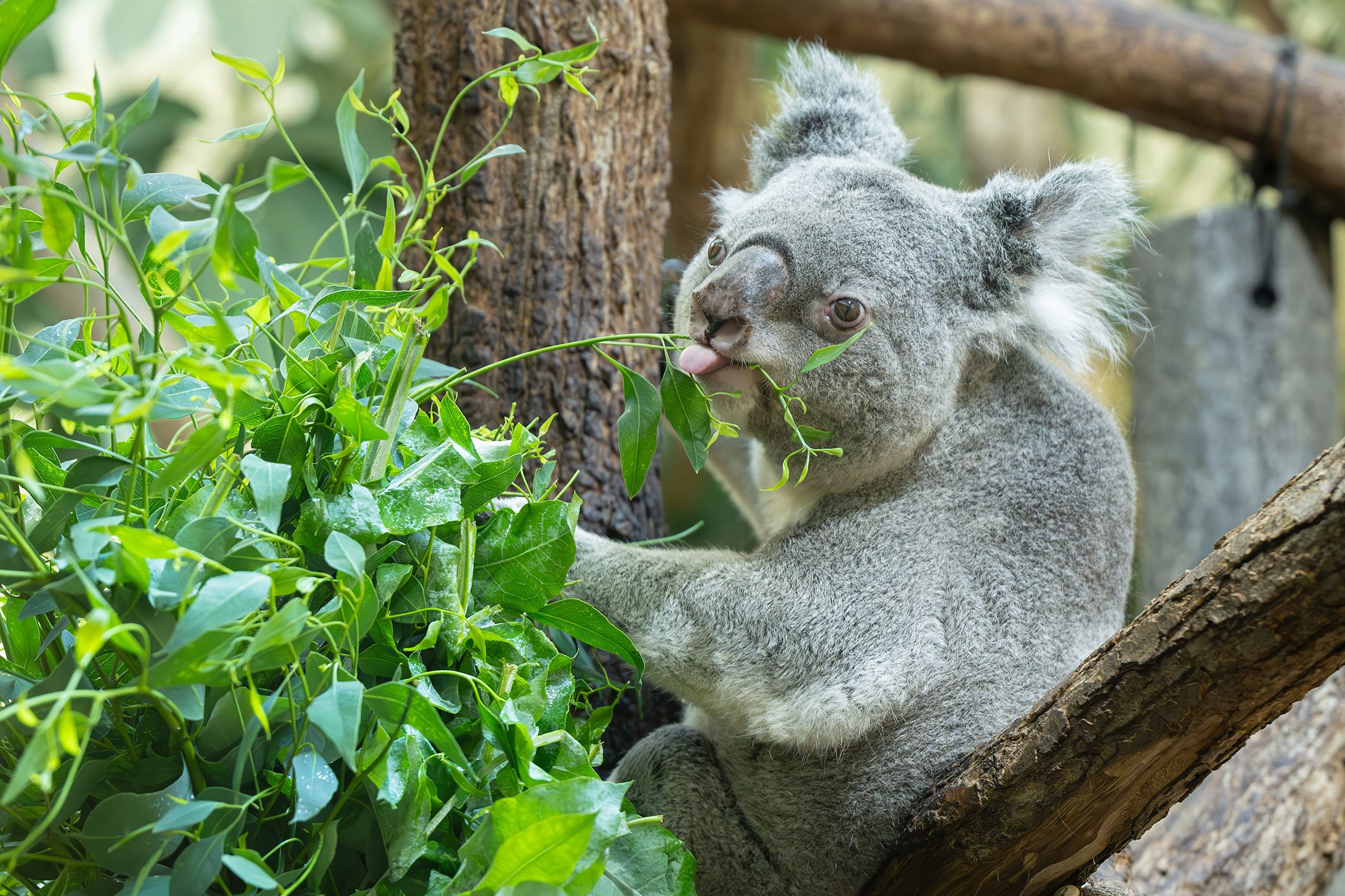 Heute.at - Steirischer Eukalyptus! Koalas werden zu Feinschmeckern