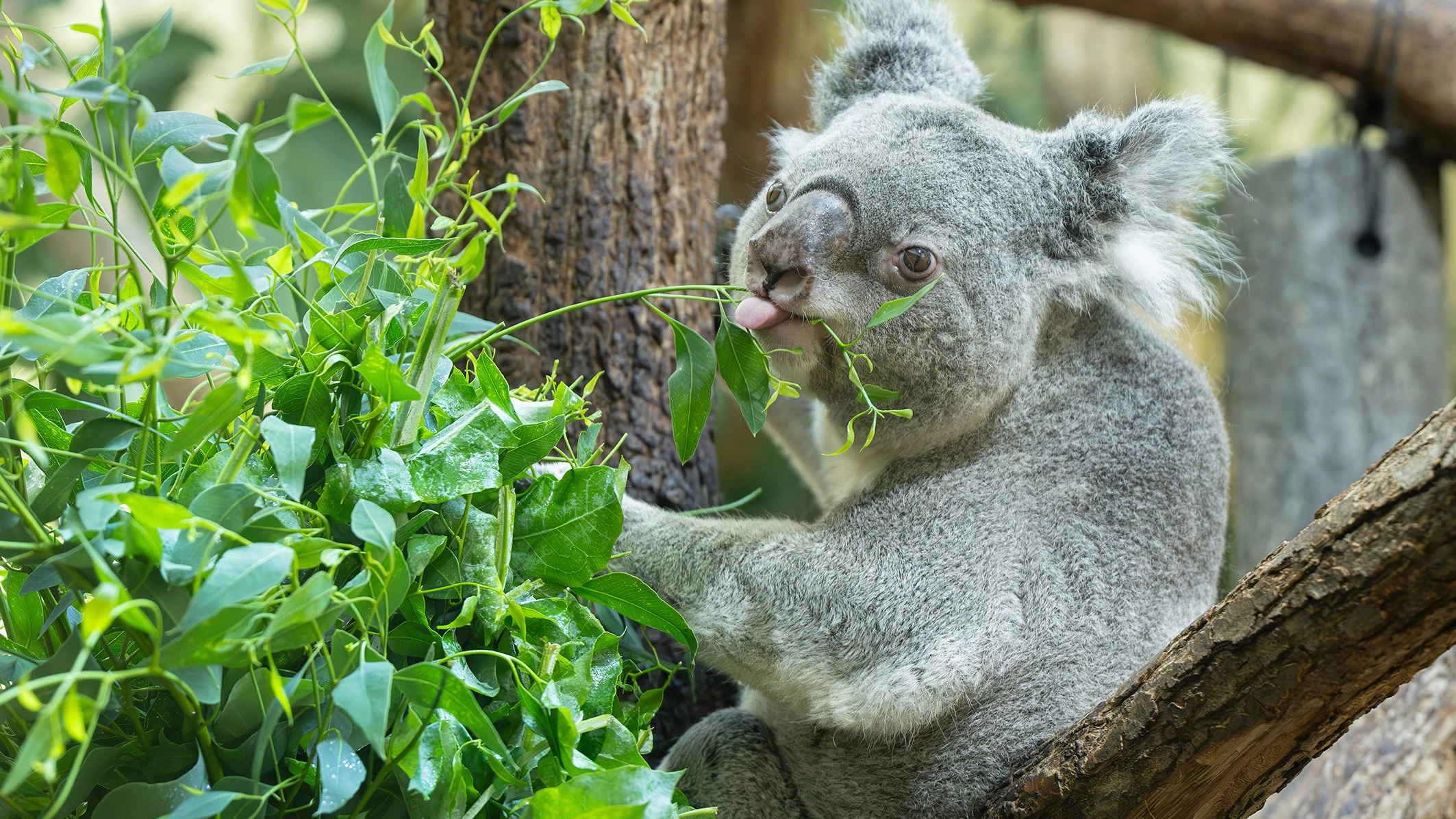 Heute.at - Steirischer Eukalyptus! Koalas werden zu Feinschmeckern