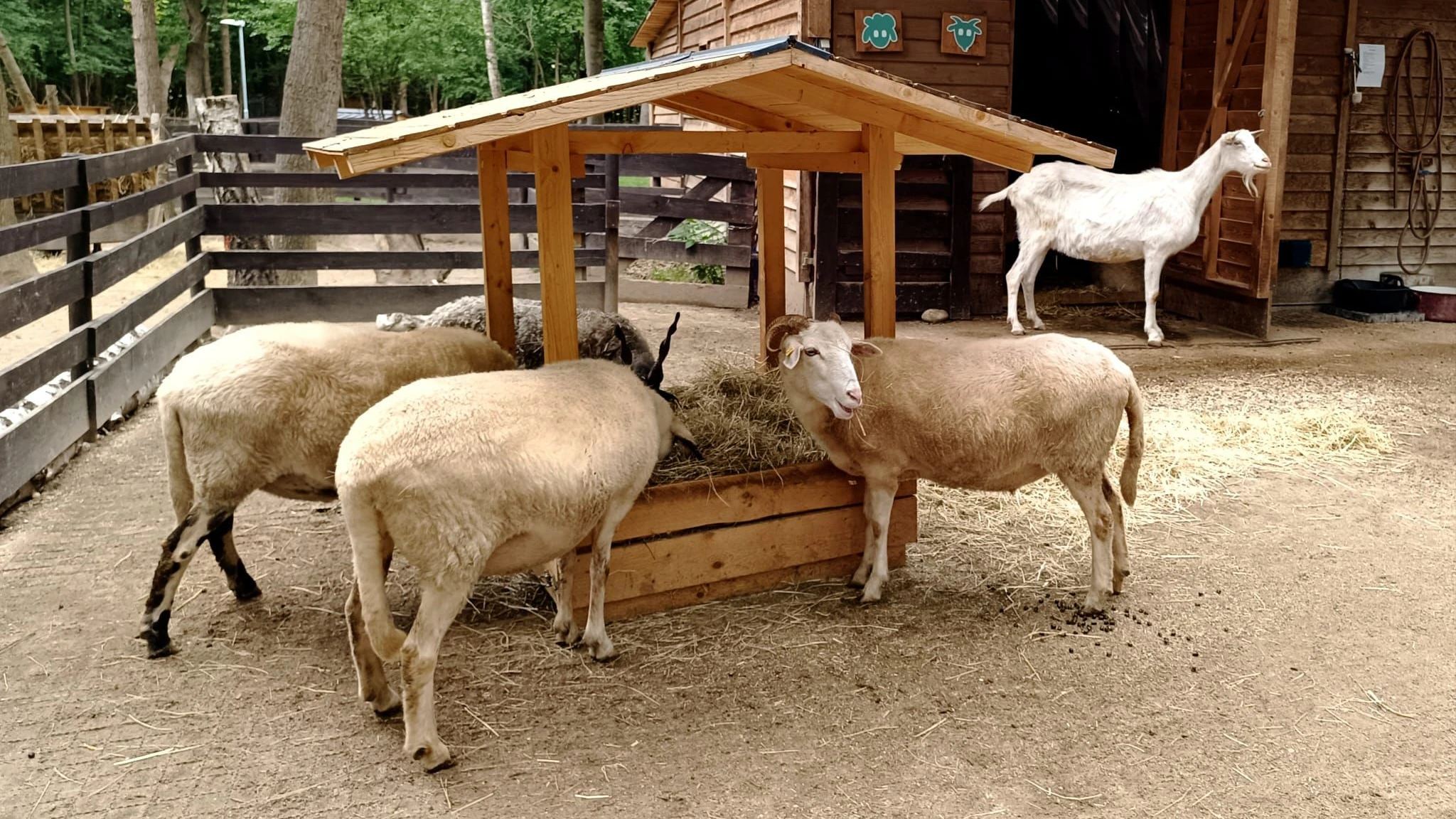 Viele Tiere unter der Obhut des Österreichischen Tierschutzvereins müssen vielleicht bald Hunger leiden.