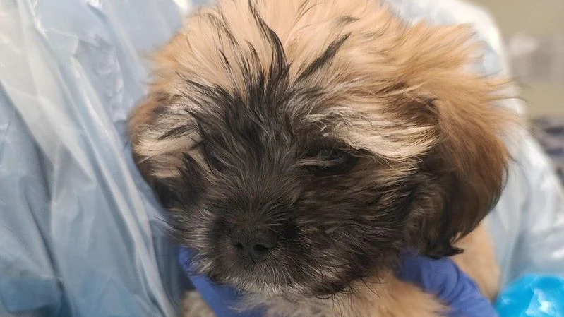 Viel zu klein, viel zu krank! Bitte Daumen drücken für das niedliche Hundebaby. 