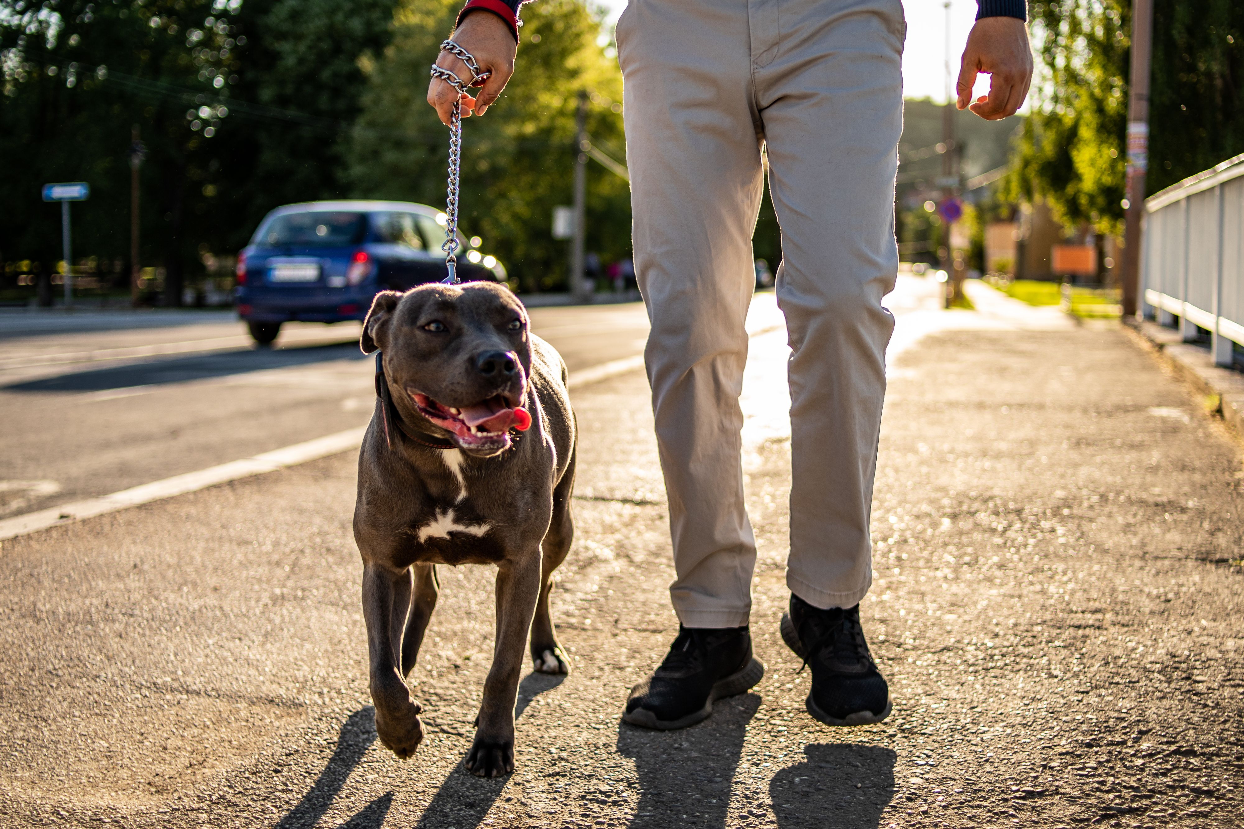 Bei dem Hund handelte es sich um einen American Staffordshire Terrier.