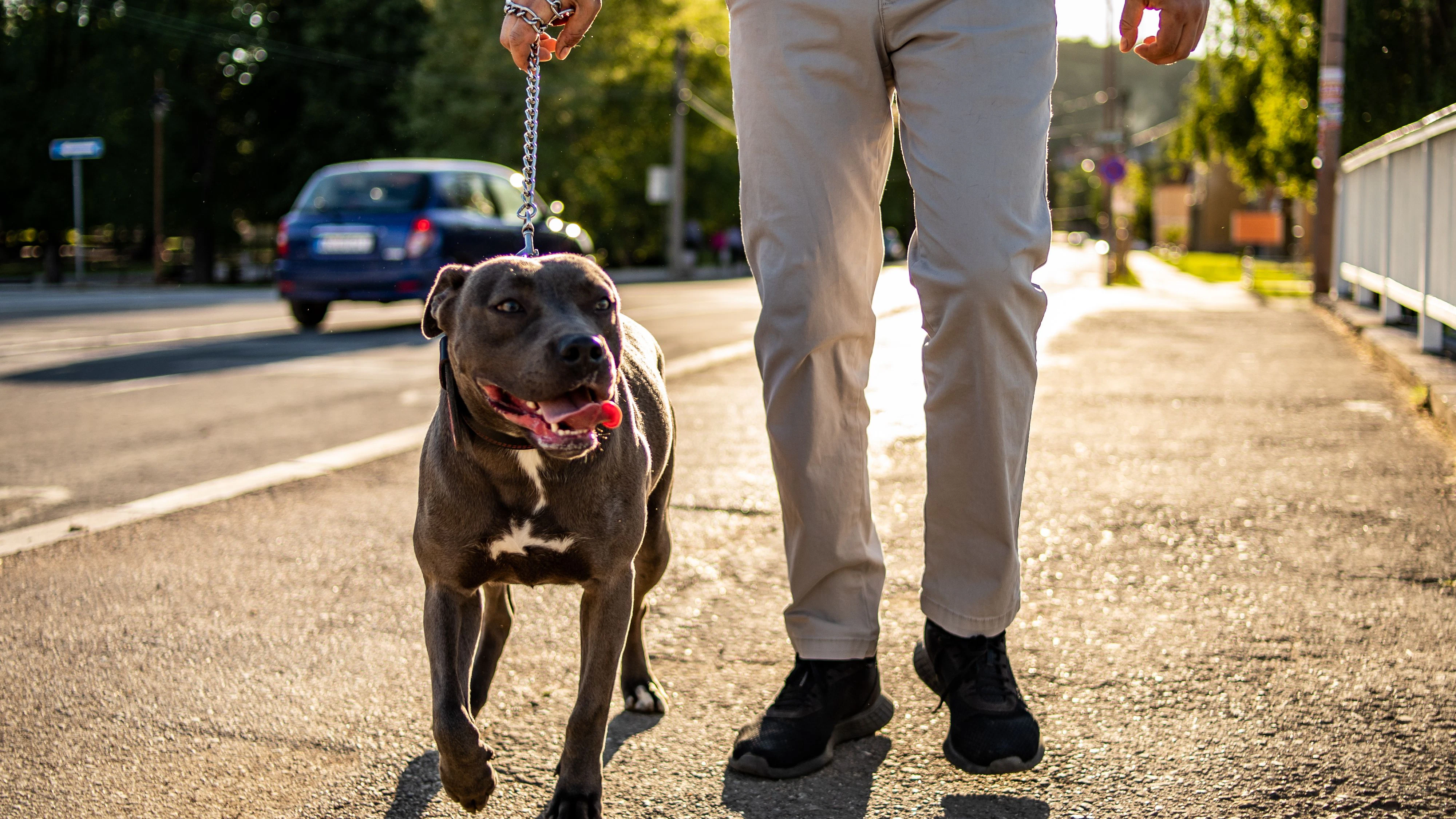 Bei dem Hund handelte es sich um einen American Staffordshire Terrier.
