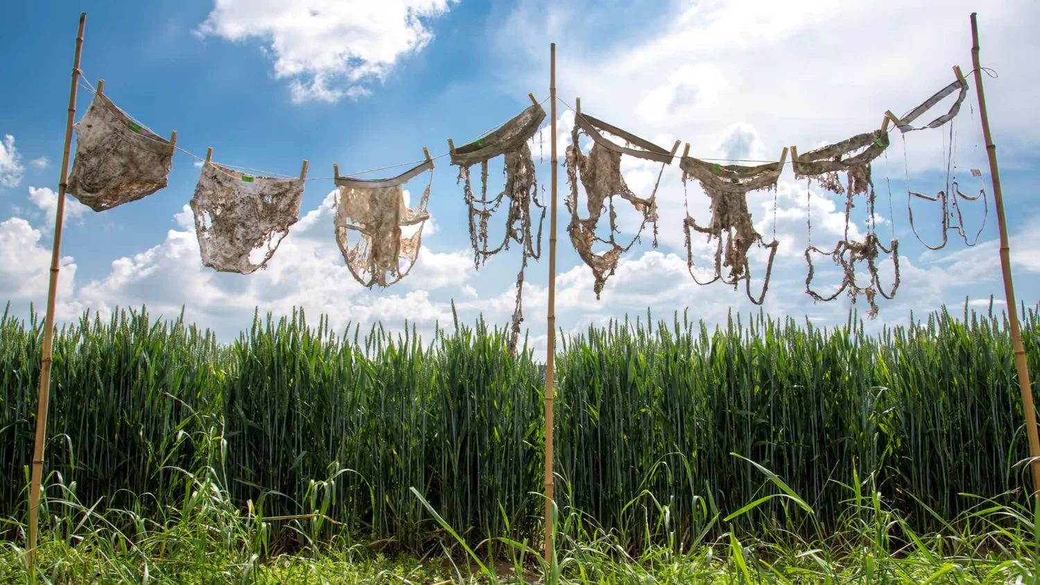 Zersetzte Baumwollunterhosen aus dem Citizen-Science-Projekt "Beweisstück Unterhose"