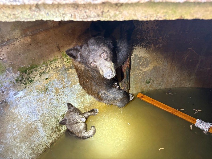 Heute.at - Bärenmama steckt mit ihren Jungen in Wassertank fest