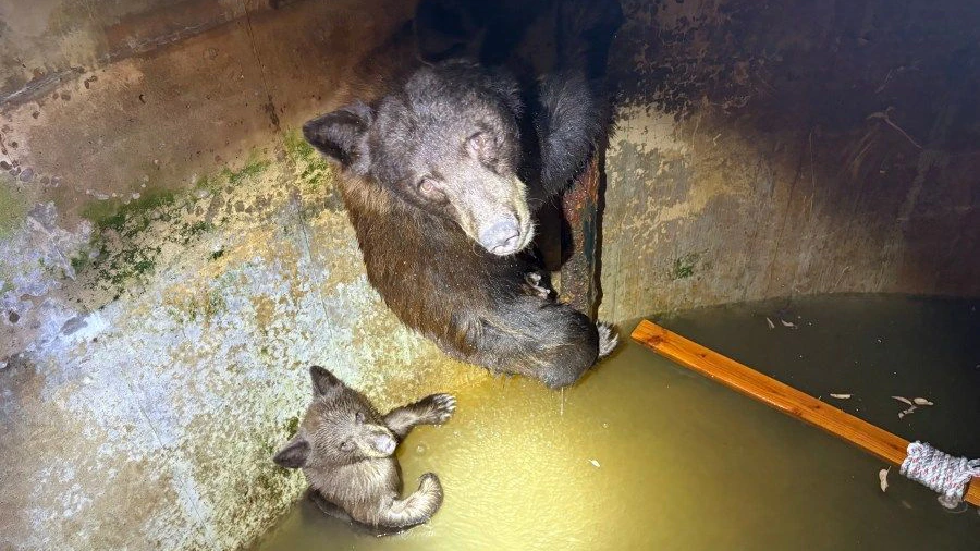 Heute.at - Bärenmama steckt mit ihren Jungen in Wassertank fest