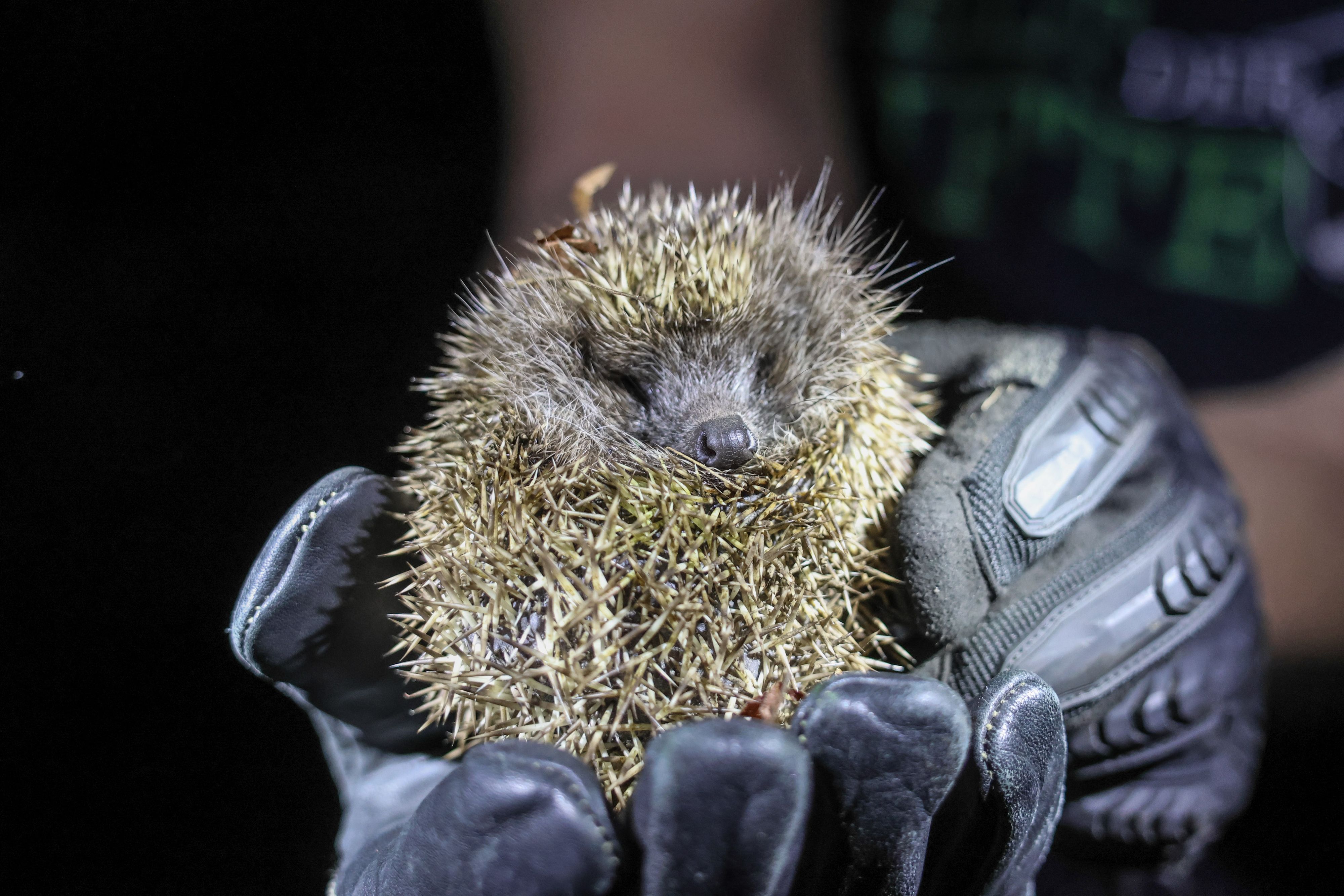 Heute.at - Igel steckt in Poller-Rohr fest – Feuerwehr rückt aus