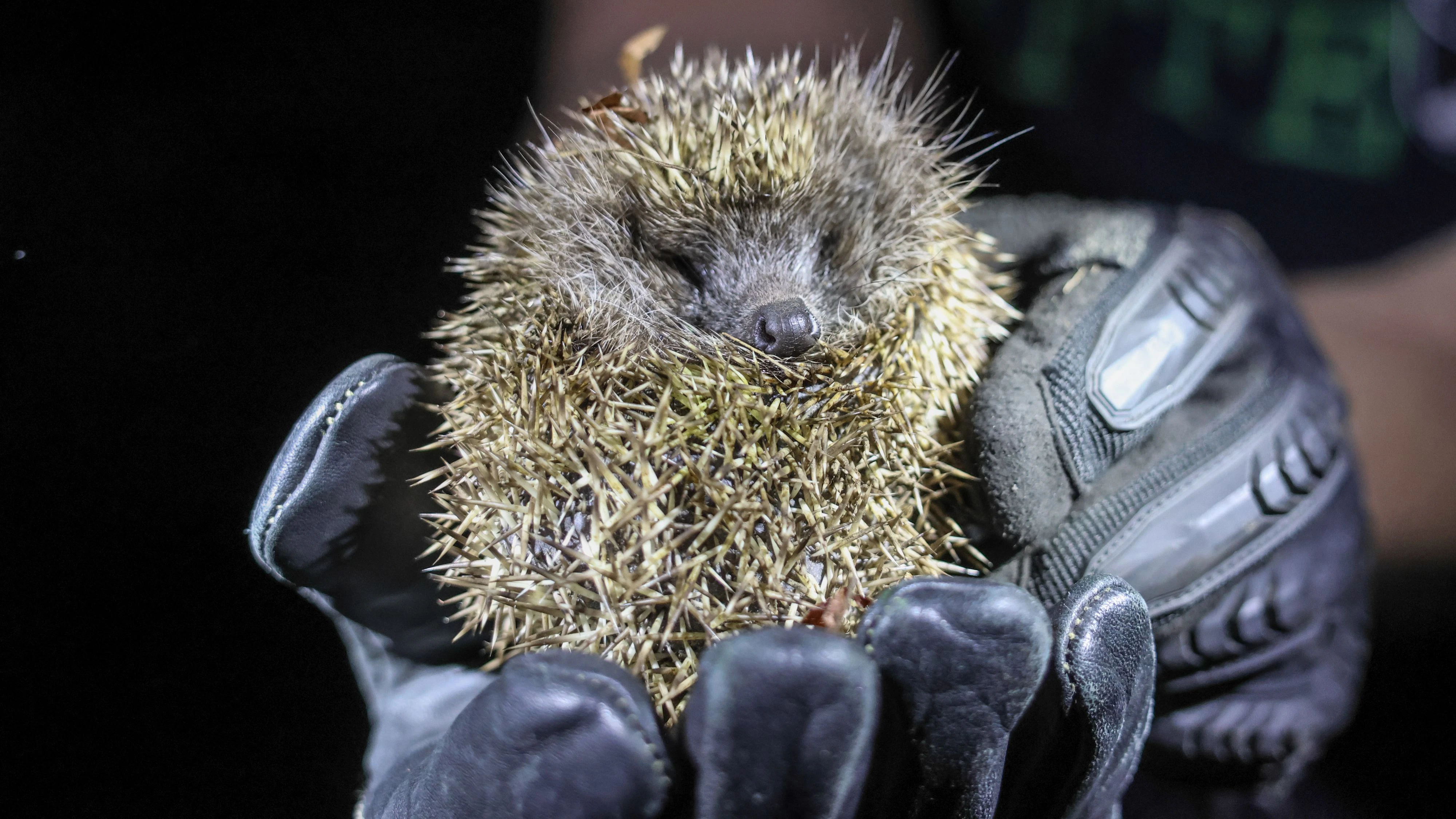 In Wels-Lichtenegg ist ein Igel in ein Rohr gestürzt und stecken geblieben. Eine Passantin alarmierte die Feuerwehr, die das Tier rasch befreite.