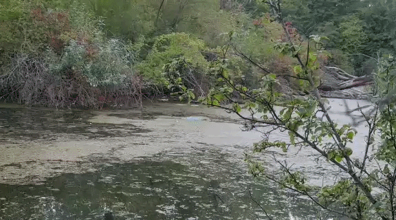 Heute.at - Leichenfund auf Wiener Donauinsel! Polizei ermittelt