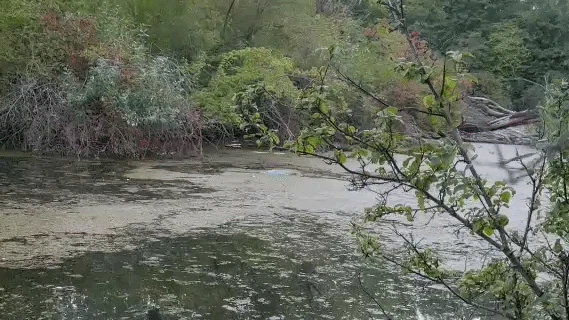 Heute.at - Leichenfund auf Wiener Donauinsel! Polizei ermittelt
