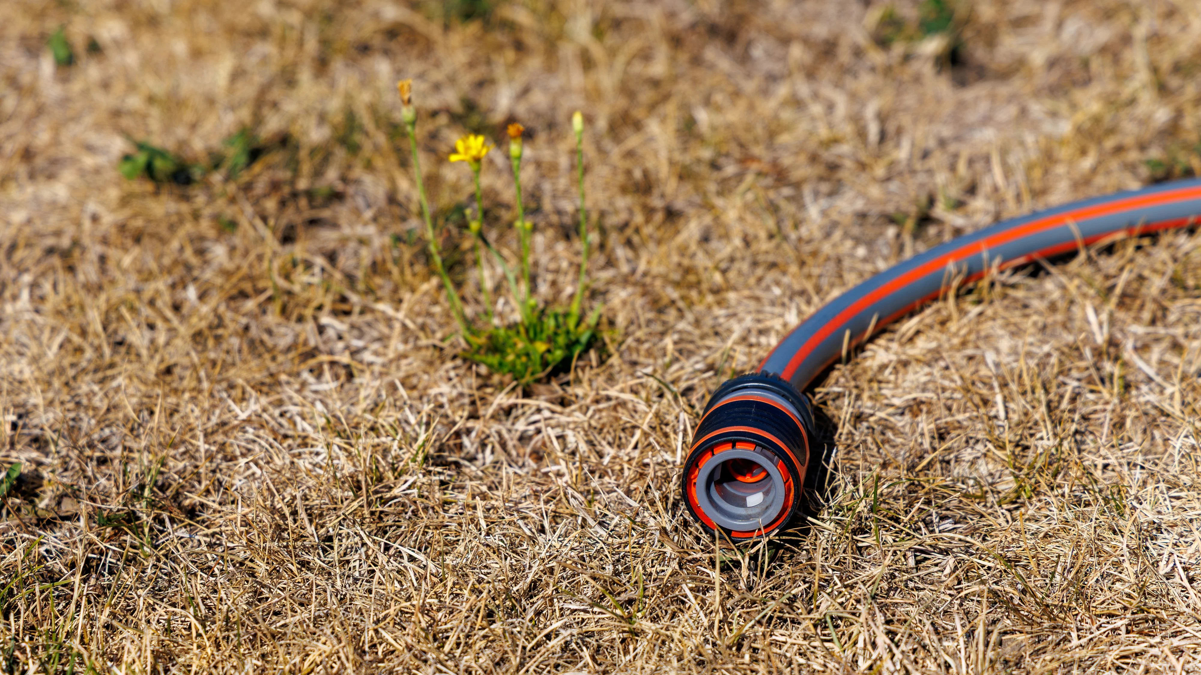 Heute.at - Garten nach Extremsommer retten – Tipps der Expertin