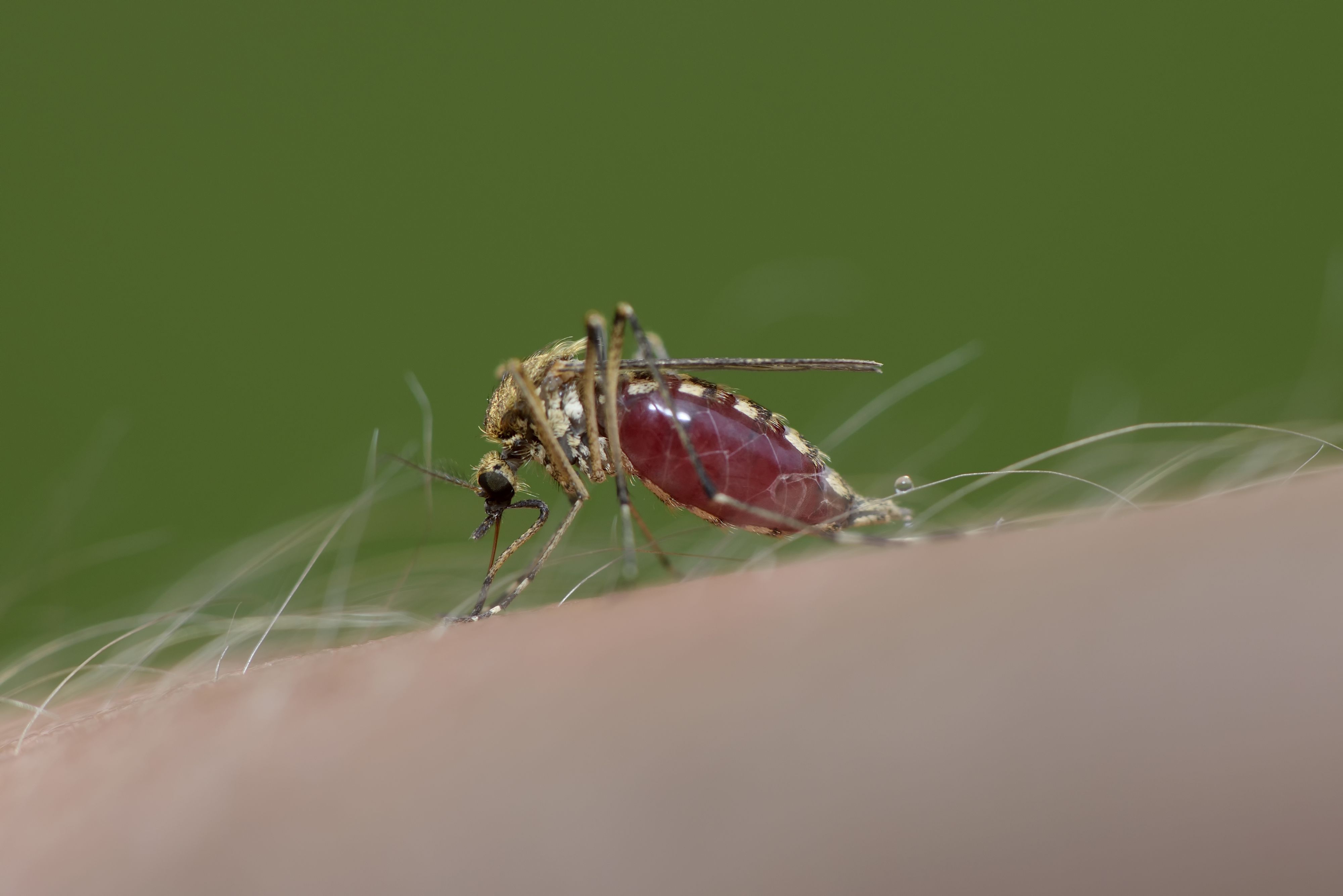 Heute.at - West-Nil-Virus in Österreich – Fälle steigen jetzt
