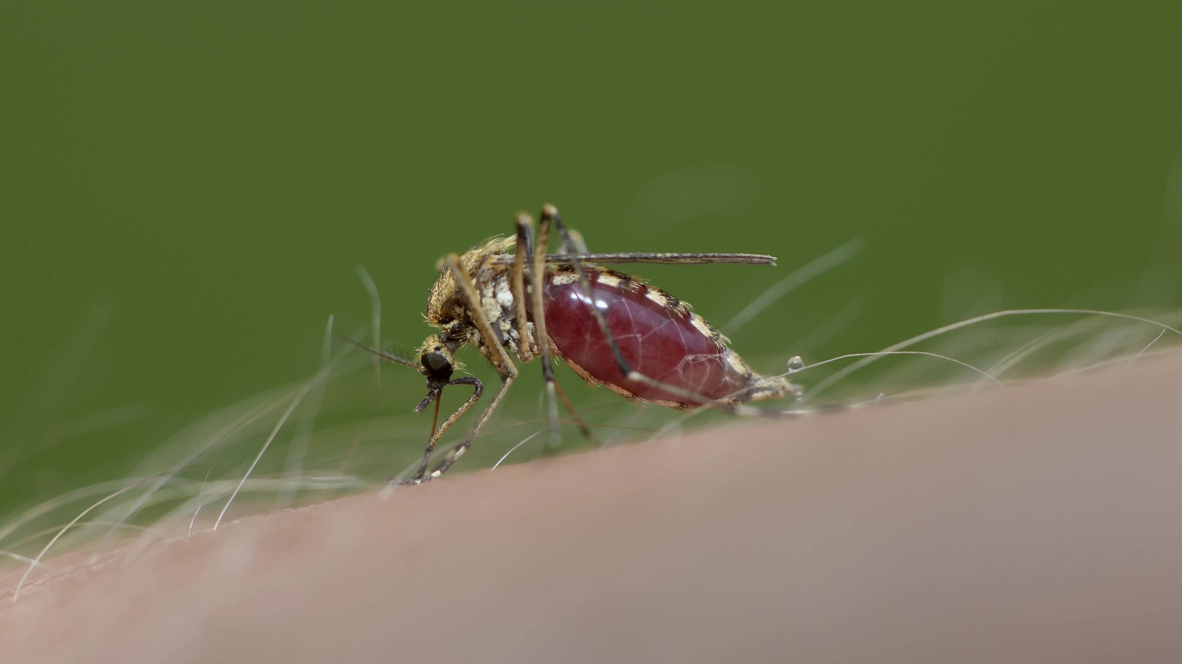 Biting mosquito, Culex pipiens, close-up