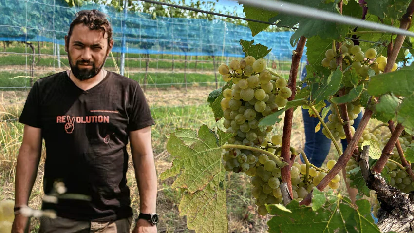Heute.at - Weingarten trocken wie Savanne – Winzer schlägt Alarm
