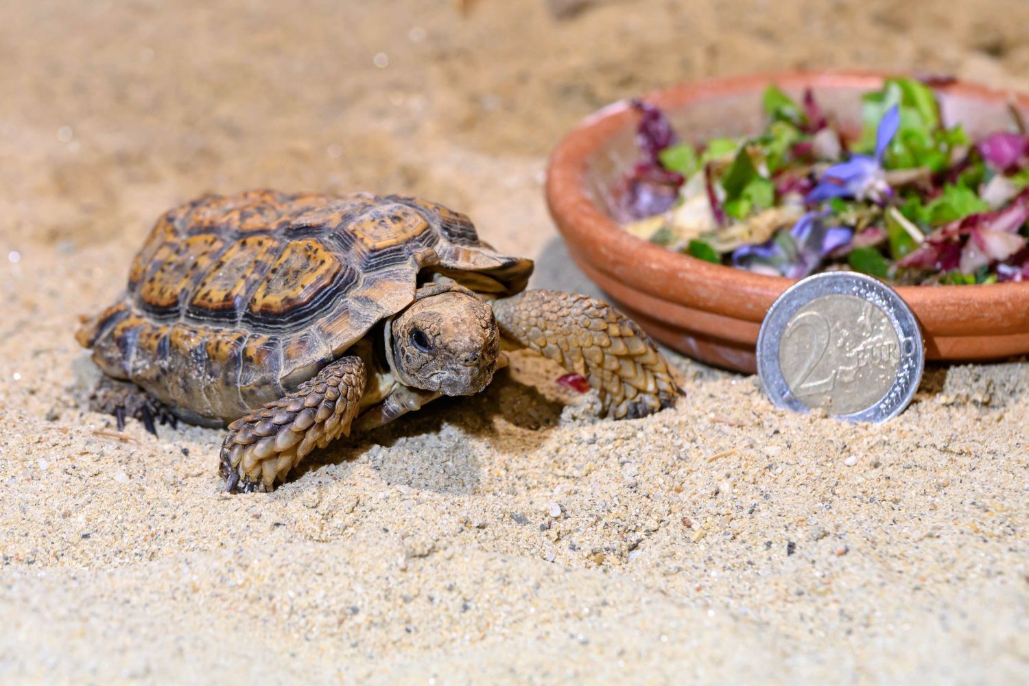 Heute.at - Die kleinste Landschildkröte ist jetzt in Wien zu sehen
