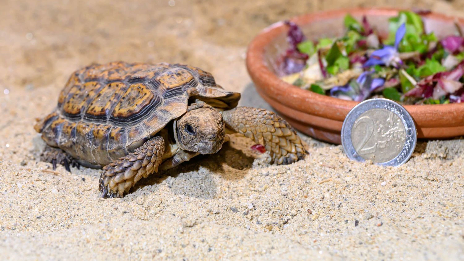 Heute.at - Die kleinste Landschildkröte ist jetzt in Wien zu sehen