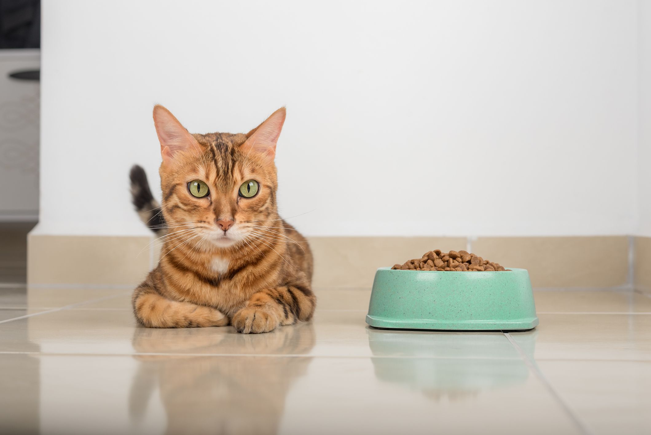 Heute.at - Schnurrhaarstress: Deshalb lehnen Katzen das Futter ab