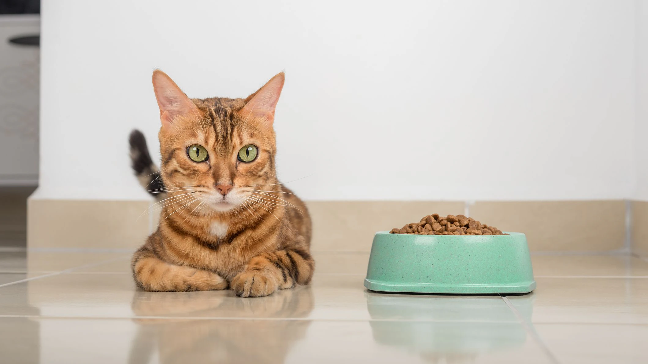 Heute.at - Schnurrhaarstress: Deshalb lehnen Katzen das Futter ab