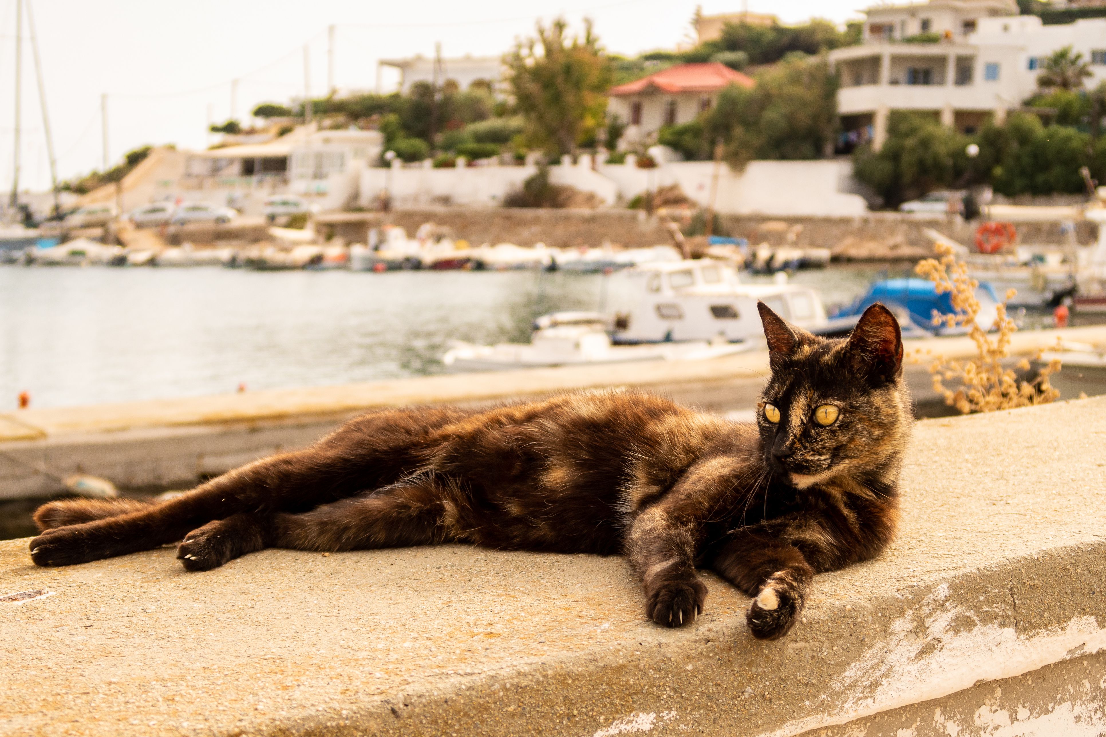 Auf Syros treffen Tierschutz, griechisches Inselgefühl und viel Zeit am Meer aufeinander.