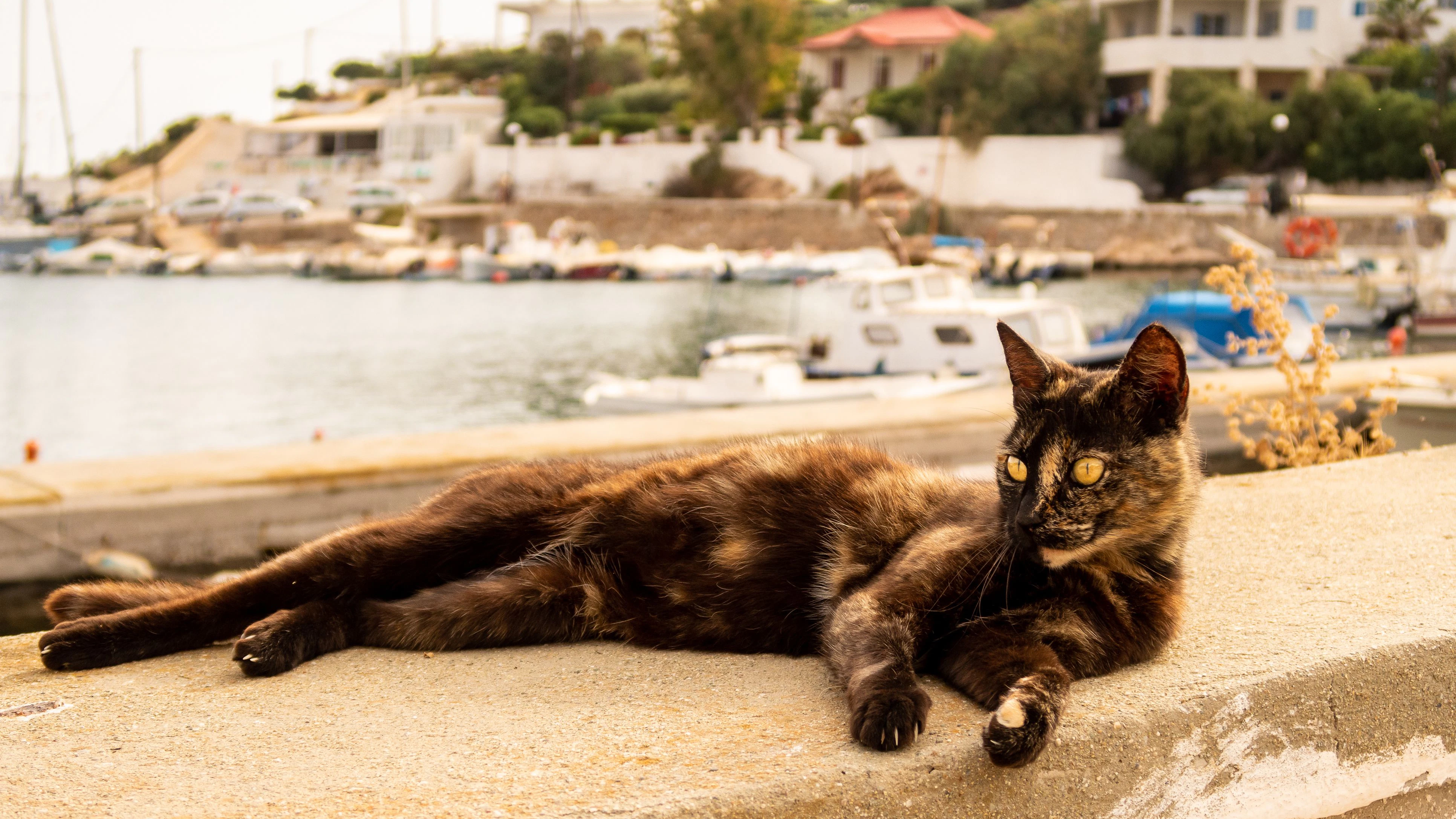 Dark brown ugly street cat with yellow eyes lying at the stone fence in Finikas Port, Greece with harbour and boats in the background.
