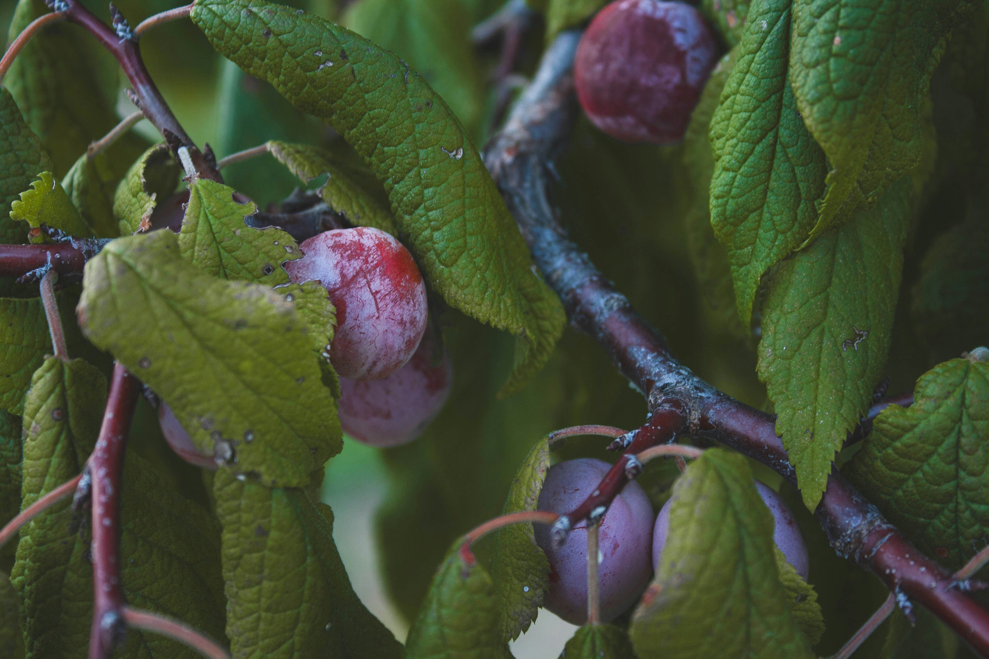 Der September läutet langsam den Garten-Endspurt ein.