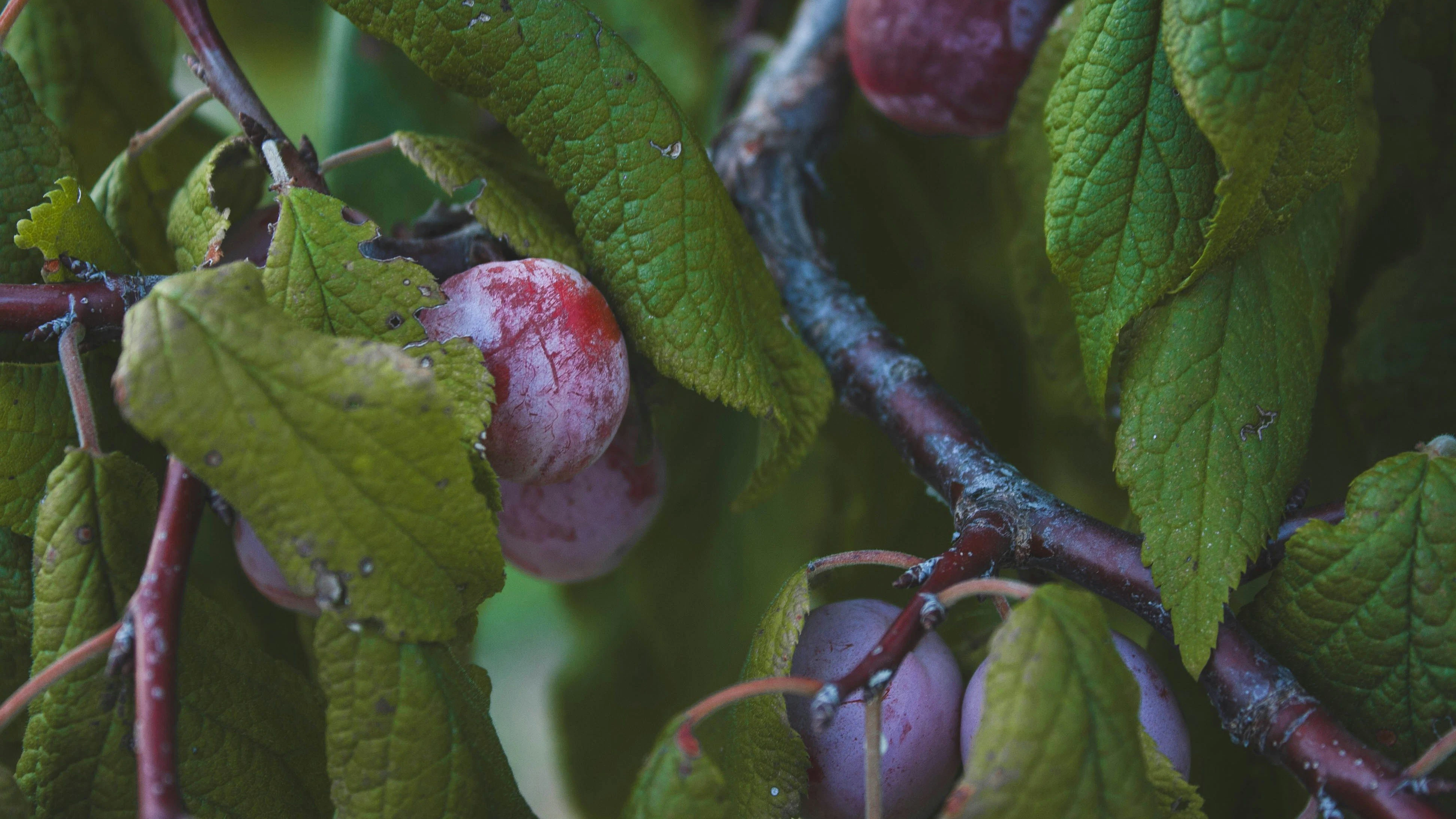 Heute.at - Diese 4 Obstbäume solltest du jetzt dringend schneiden