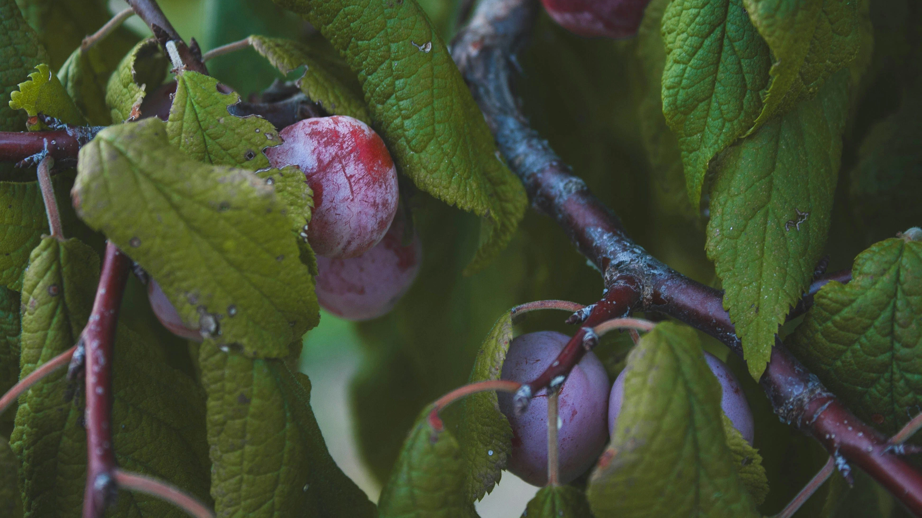 Der September läutet langsam den Garten-Endspurt ein.
