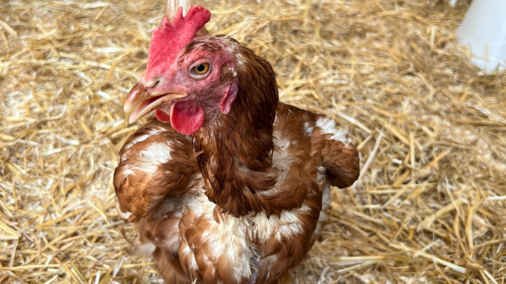 Heute.at - Wer schenkt einem Huhn ein neues Zuhause?