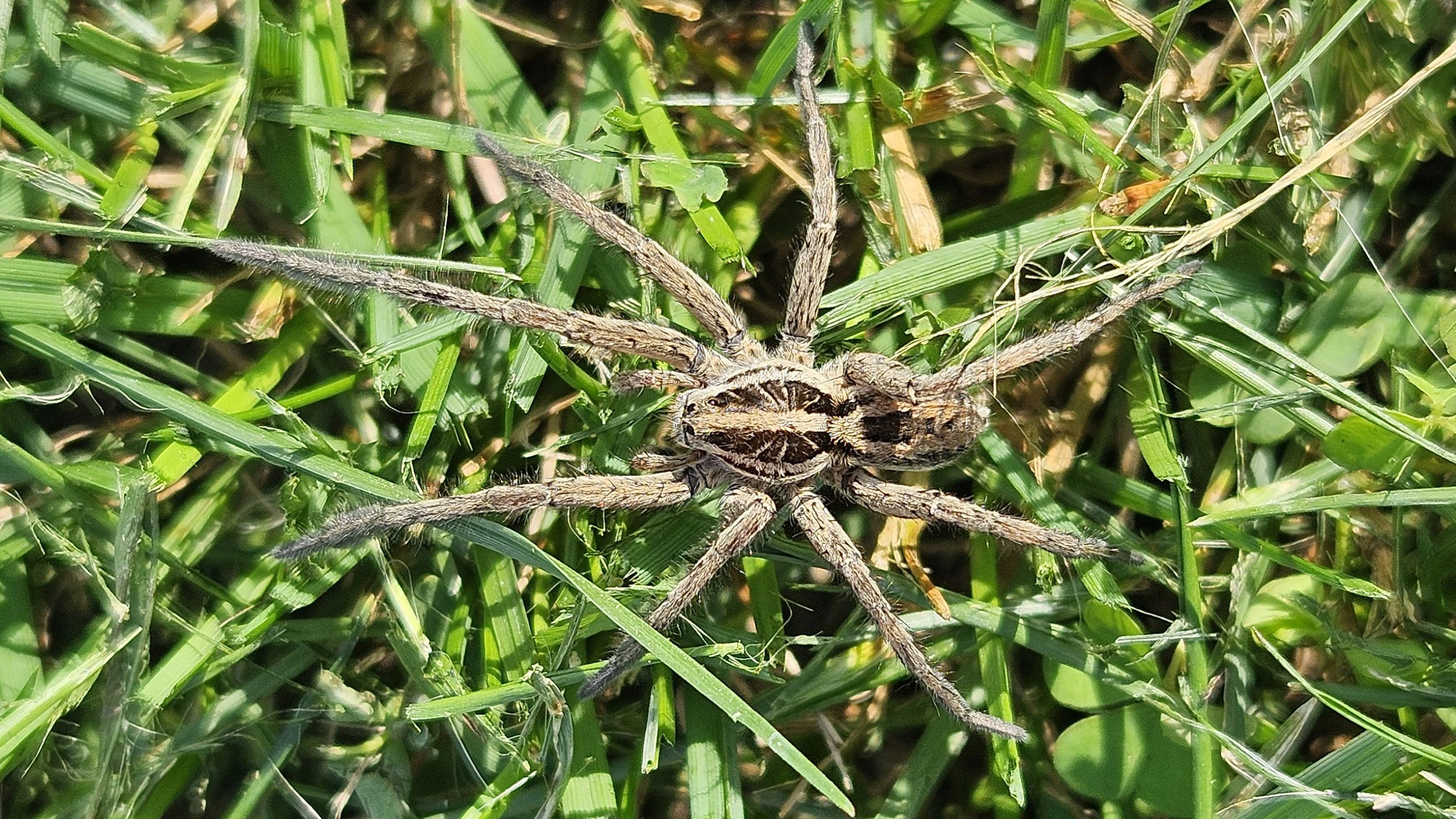 Die Schwarzbäuchige Tarantel 