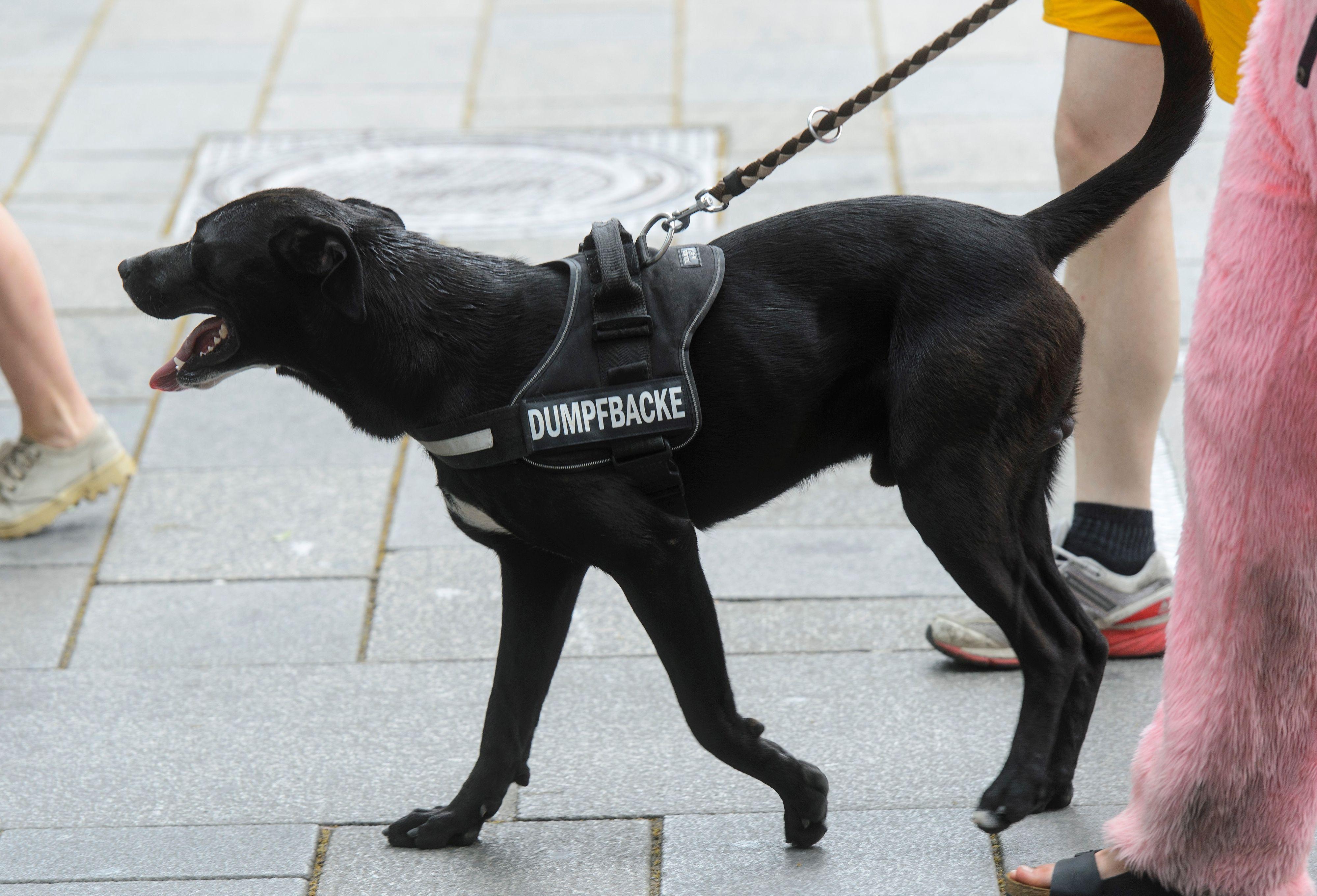 Der kostenlose Service soll helfen, entlaufene Hunde schneller wieder mit ihren Besitzern zusammenzubringen.