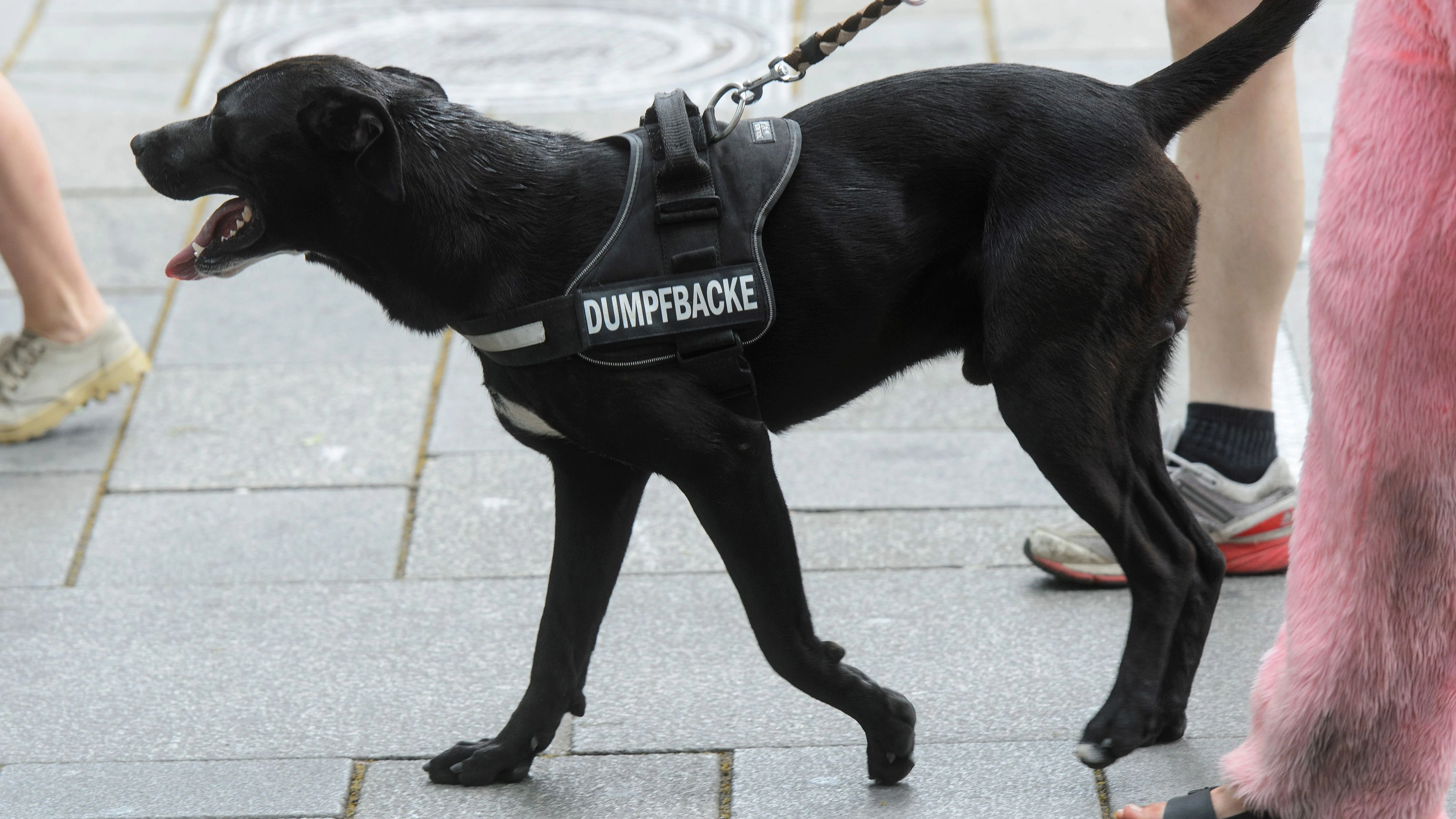 Wien, Oesterreich, 3.6.2017, Politik, Demo gegen Tiertransporte. Bild zeigt einen Hund der mit Hilfe der Leine als Dumpfbacke ausgewiesen wird .3/06/17, Vienna, Austria, politics. Rally by animal welfarists against transport of animals. Image shows shows a dog with a leash which blames ist to be a bonehead .170603_SEPA_32_010.JPG.