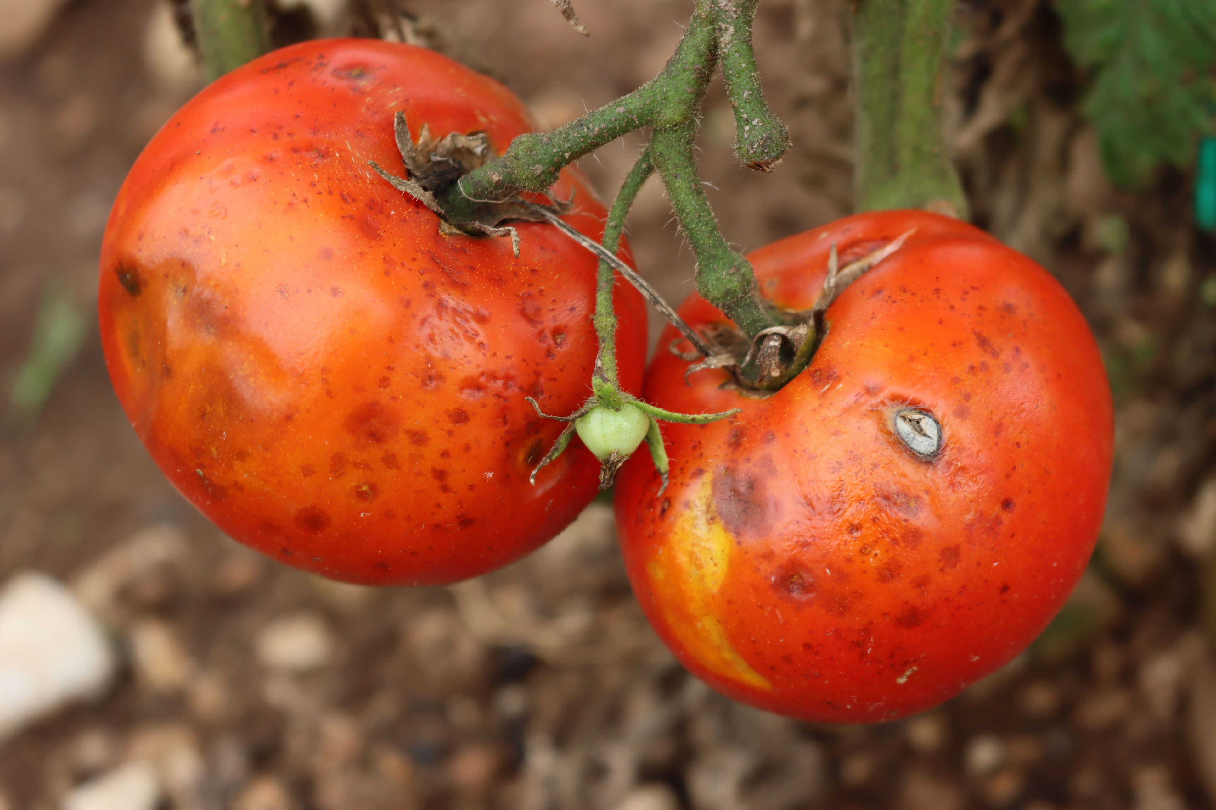 Heute.at - Dieser Schädling ist im Garten kaum zu stoppen