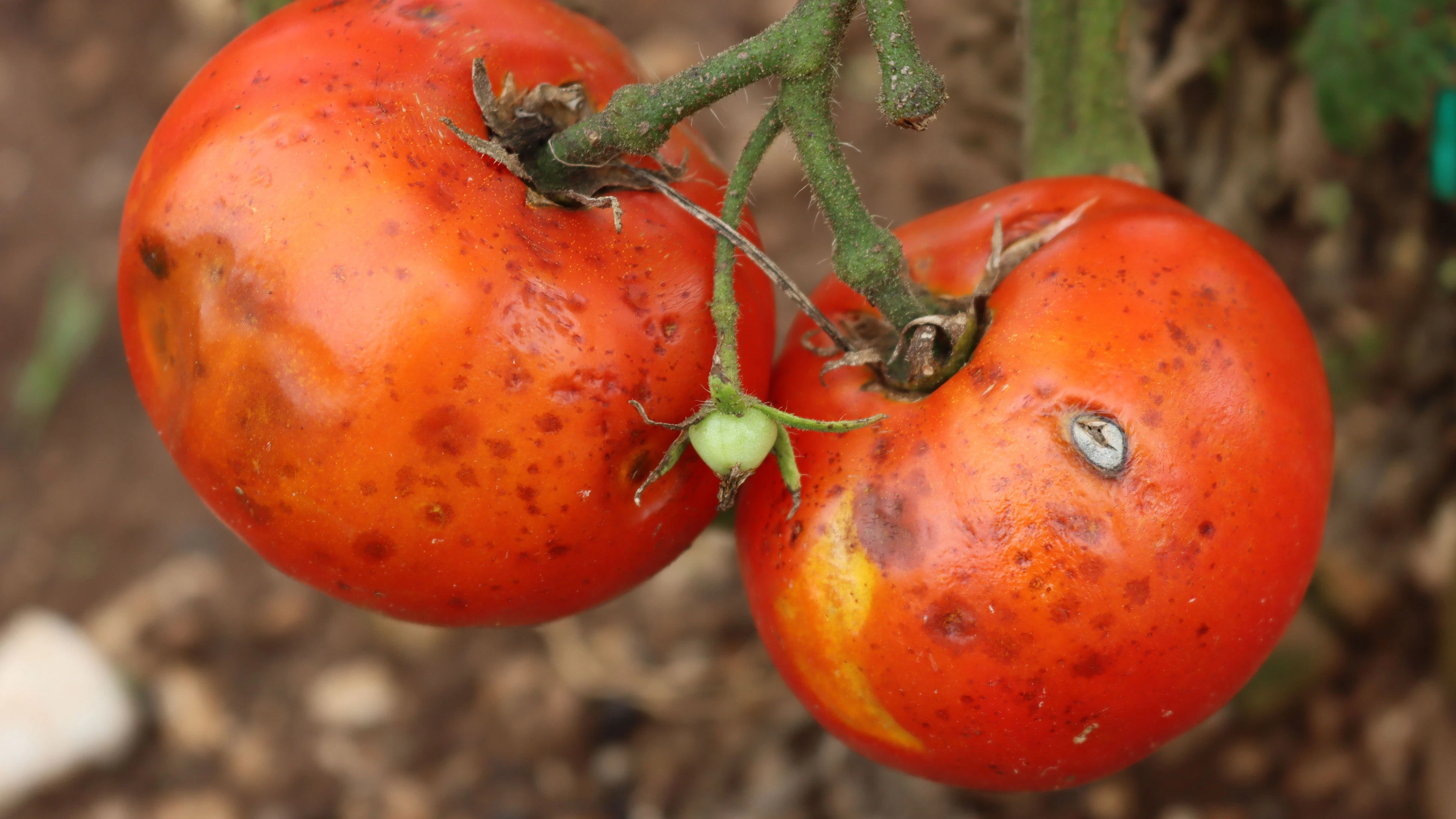 Heute.at - Dieser Schädling ist im Garten kaum zu stoppen