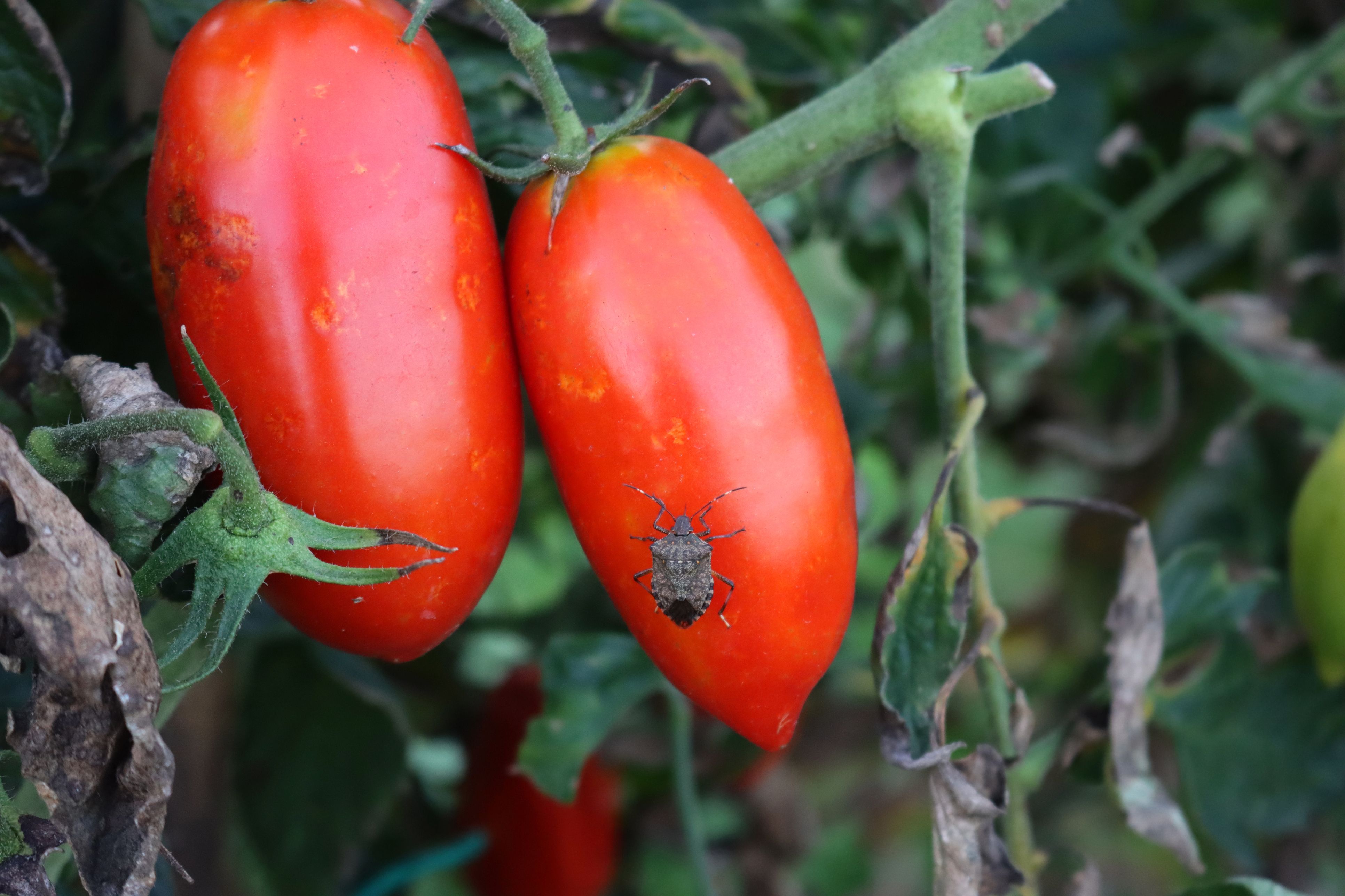 Die Marmorierte Baumwanze breitet sich seit ihrer Entdeckung 2015 in Österreich aus und kann zahlreiche Obst- und Gemüsepflanzen schädigen.