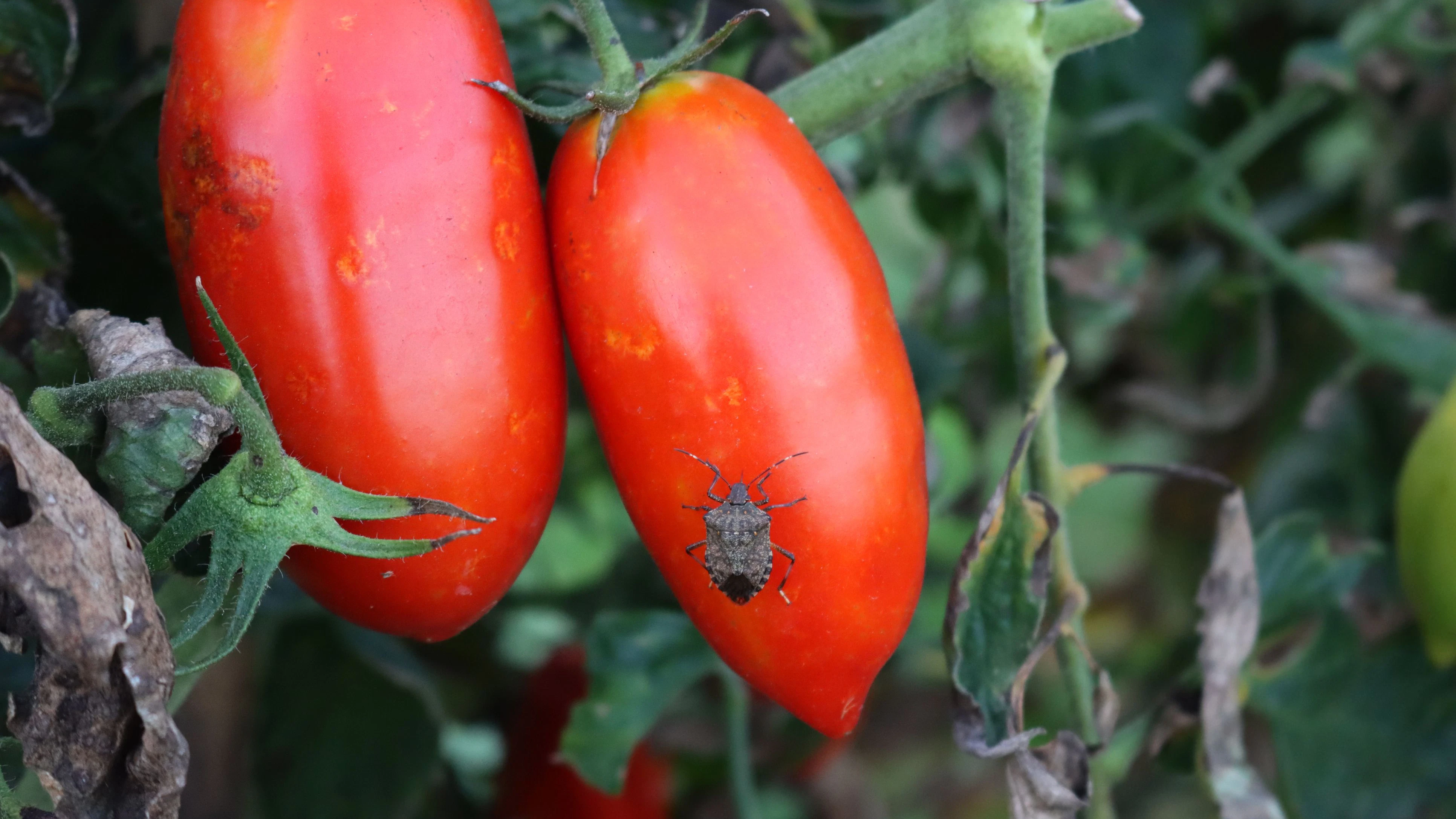 Close-up of  brown marmorated shield bugs on long ripe red tomatoes growing on plant in the vegetable garden. Halyomorpha halys  on Solanum lycopersicum