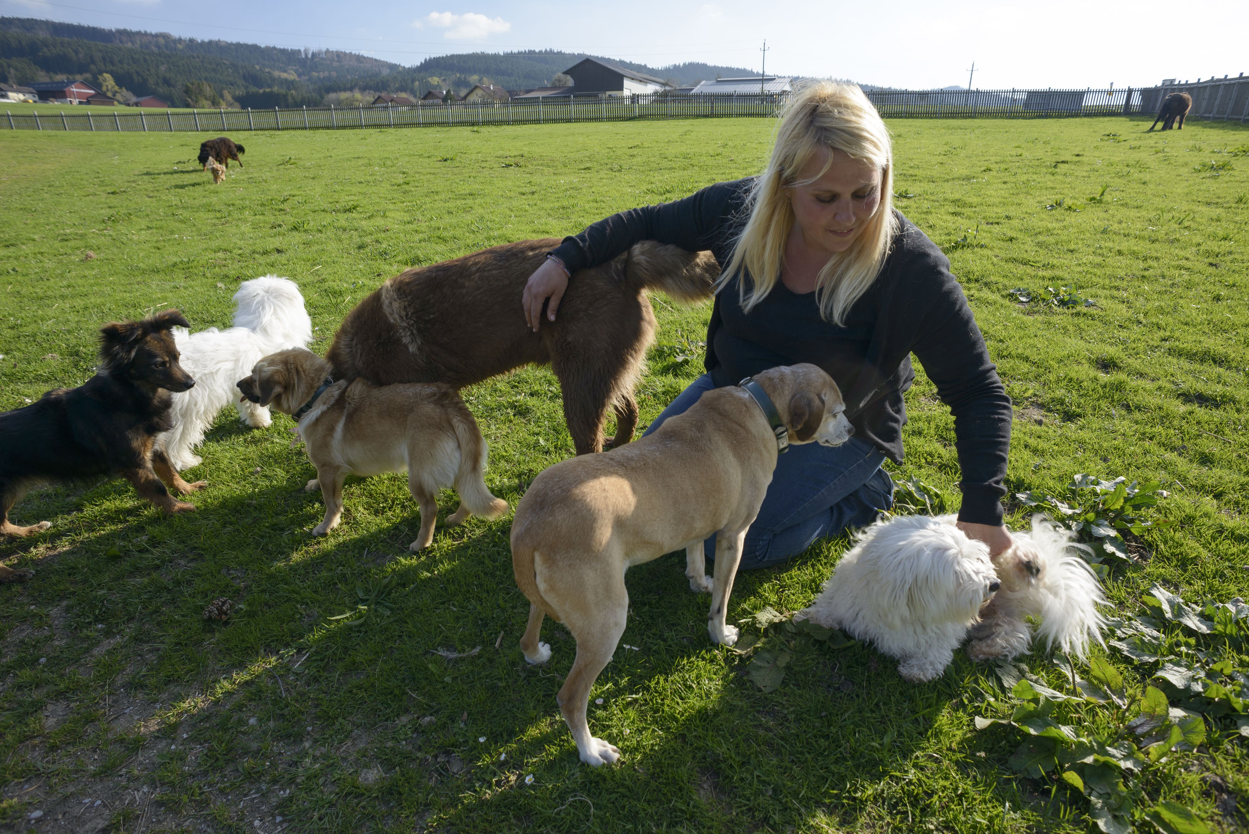 Heute.at - Tierheim geht über: Immer mehr Hunde einfach abgegeben