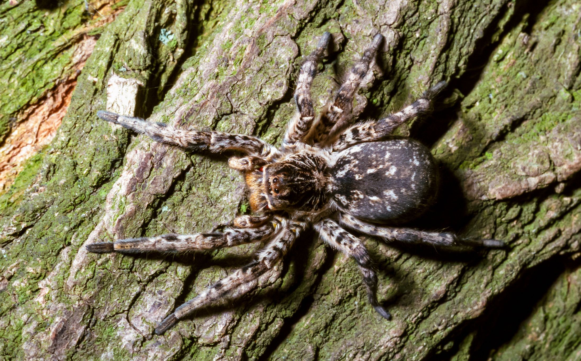Die Südrussische Tarantel gilt als größte Spinne Mitteleuropas.