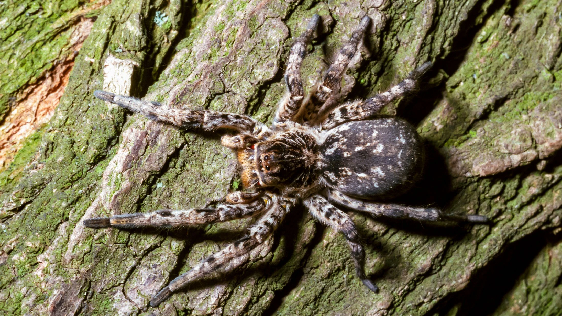 Heute.at - Größte Spinne Mitteleuropas breitet sich bei uns aus