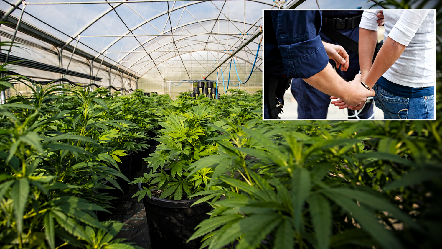 Die Polizei stellte u.a. eine professionelle Cannabis-Plantage sicher. Mehrere Personen wurden gefasst. (Symbolbild)