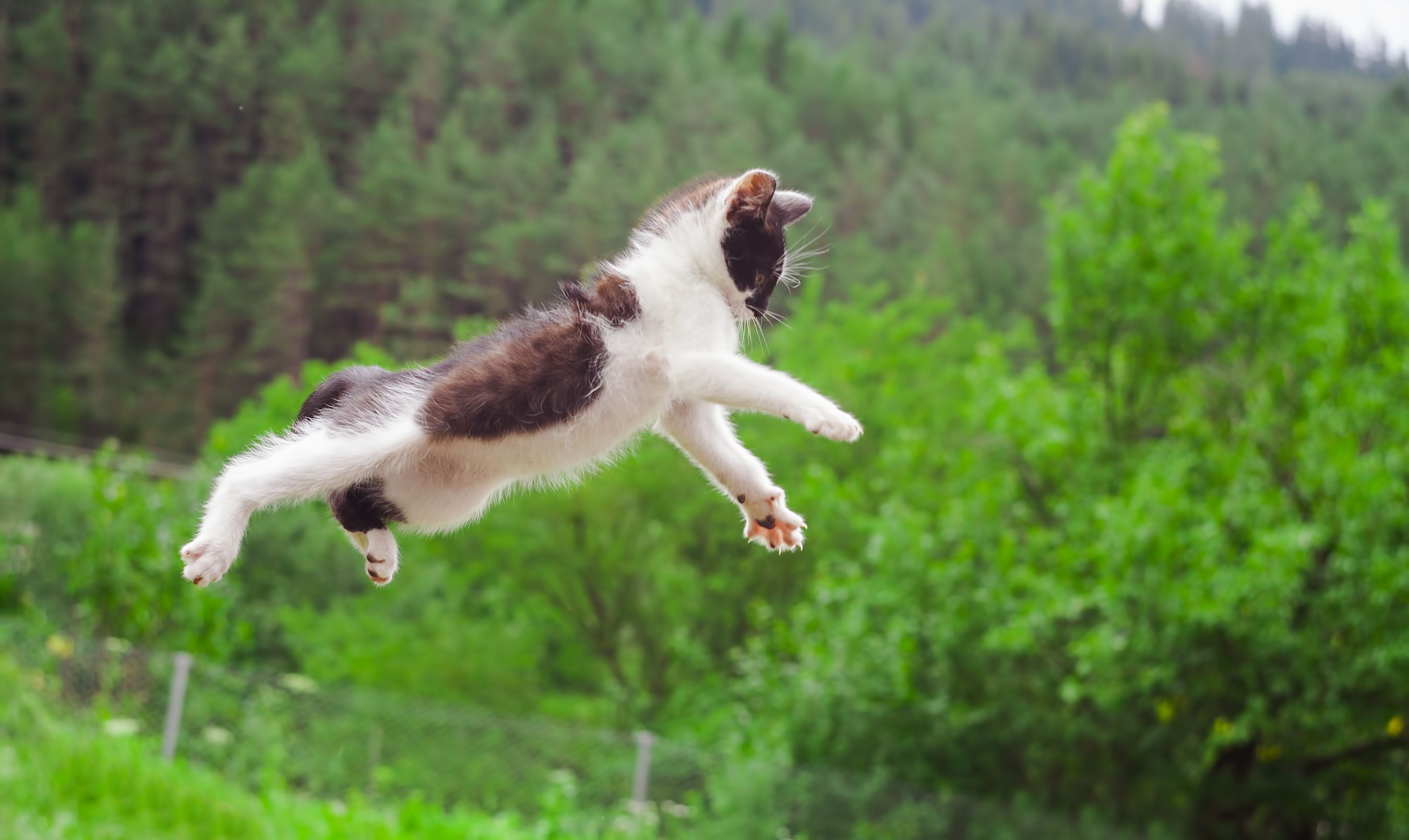 Heute.at - Landen Katzen immer auf den Pfoten? 7 Mythen im Check