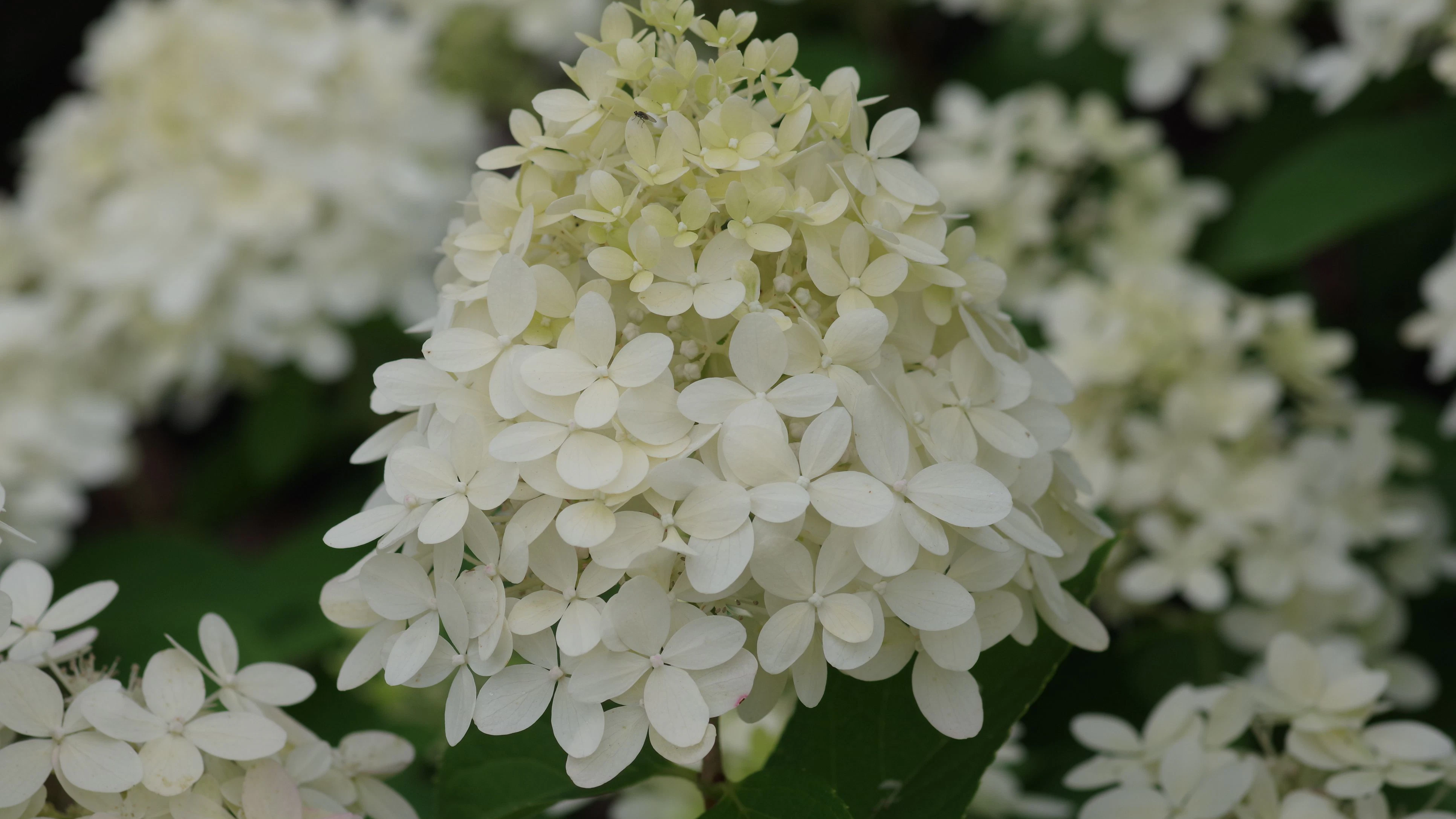Hydrangea paniculata 'Limelight'