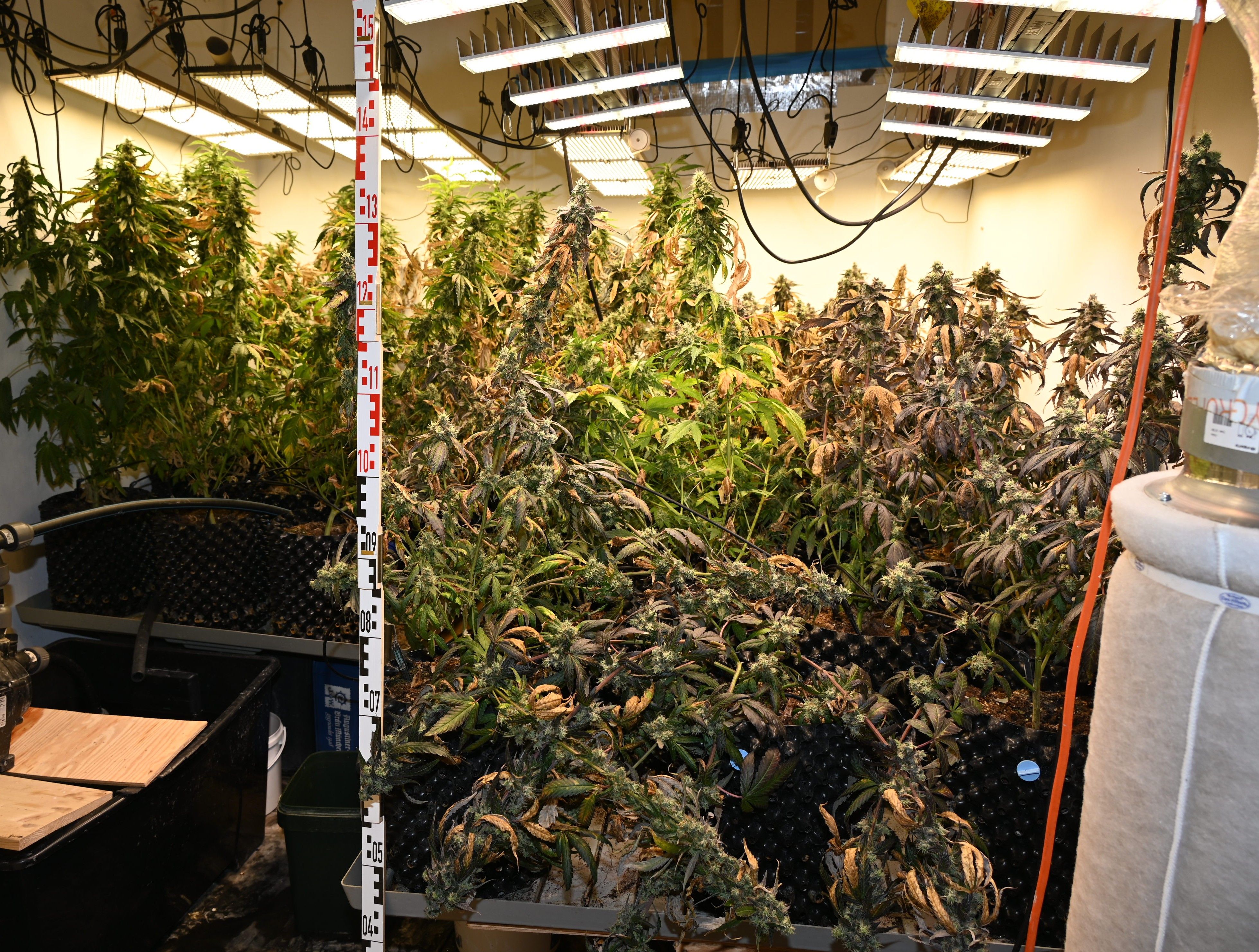 Heute.at - WEGA hebt Cannabisplantagen in Wien aus