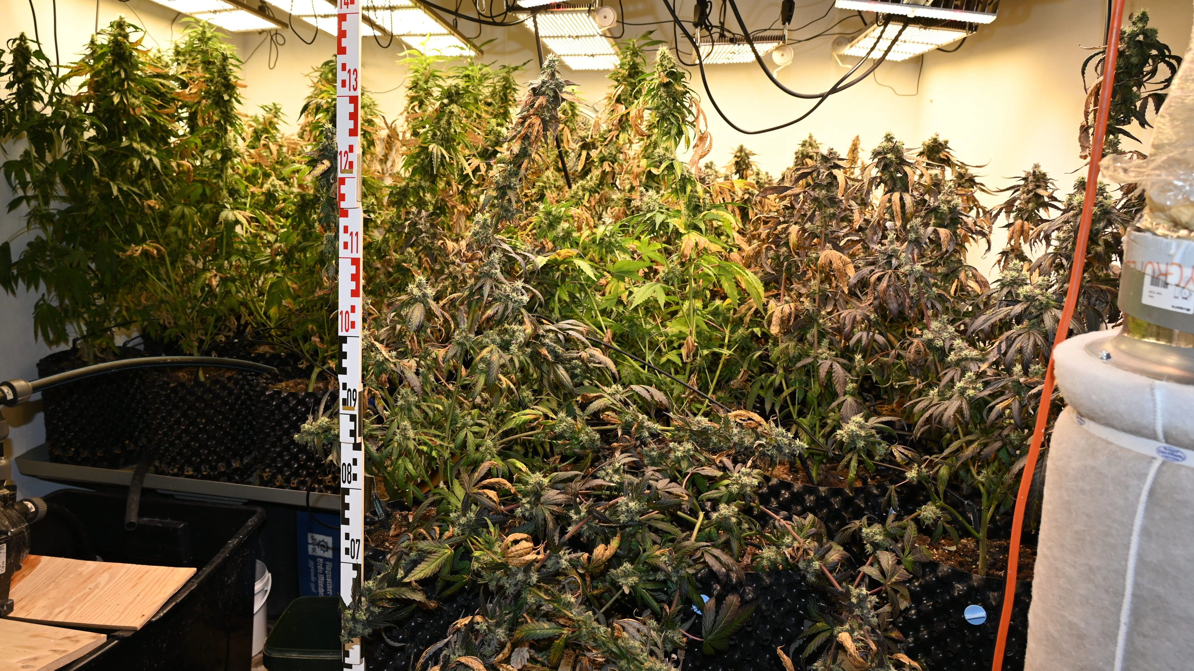 Ausgehend von einer Verkehrskontrolle in Neusiedl am See konnten Polizisten eine Indoor-Plantage in einer Wiener Wohnung sicherstellen.