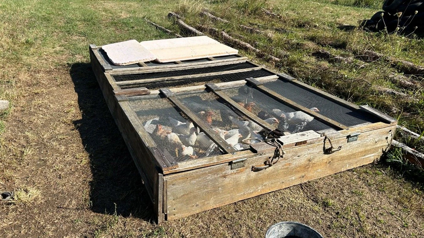 Die Polizei erkannte Gefahr in Verzug und nahm den Besitzern die rund 160 Tiere ab.
