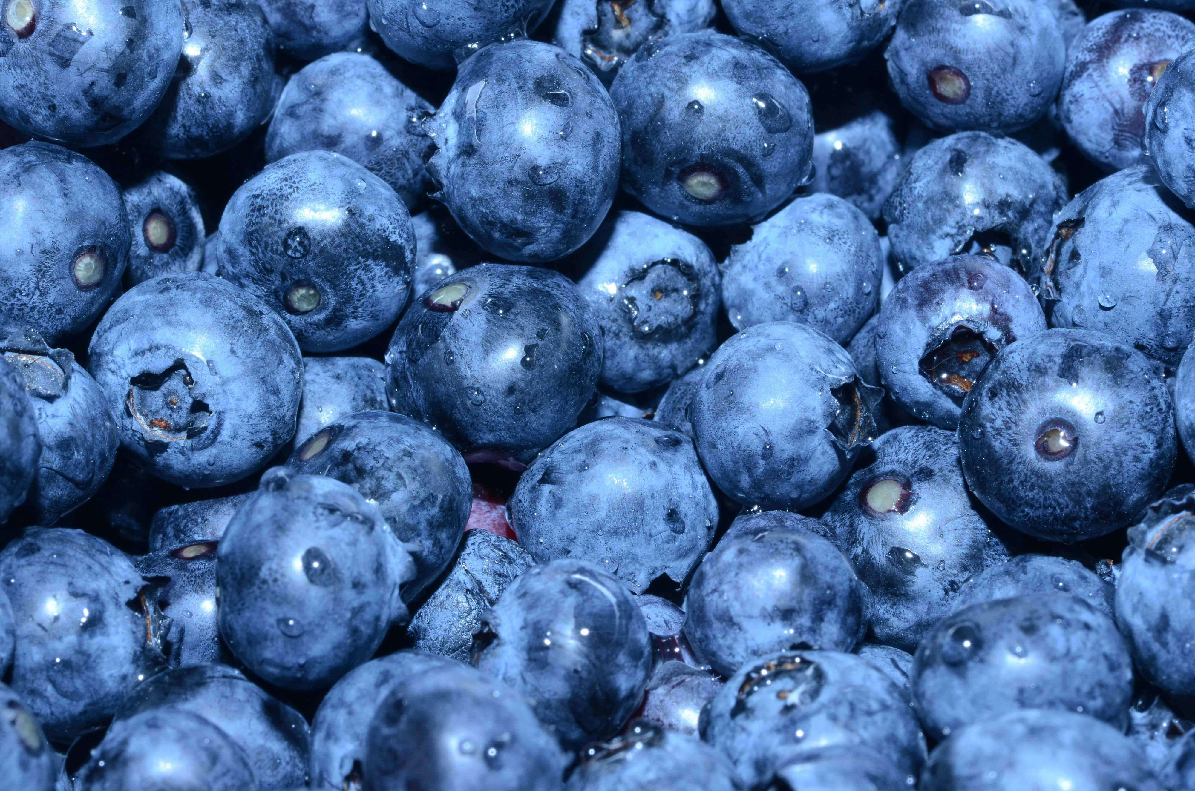 Heidelbeeren gelten als echtes Superfood.