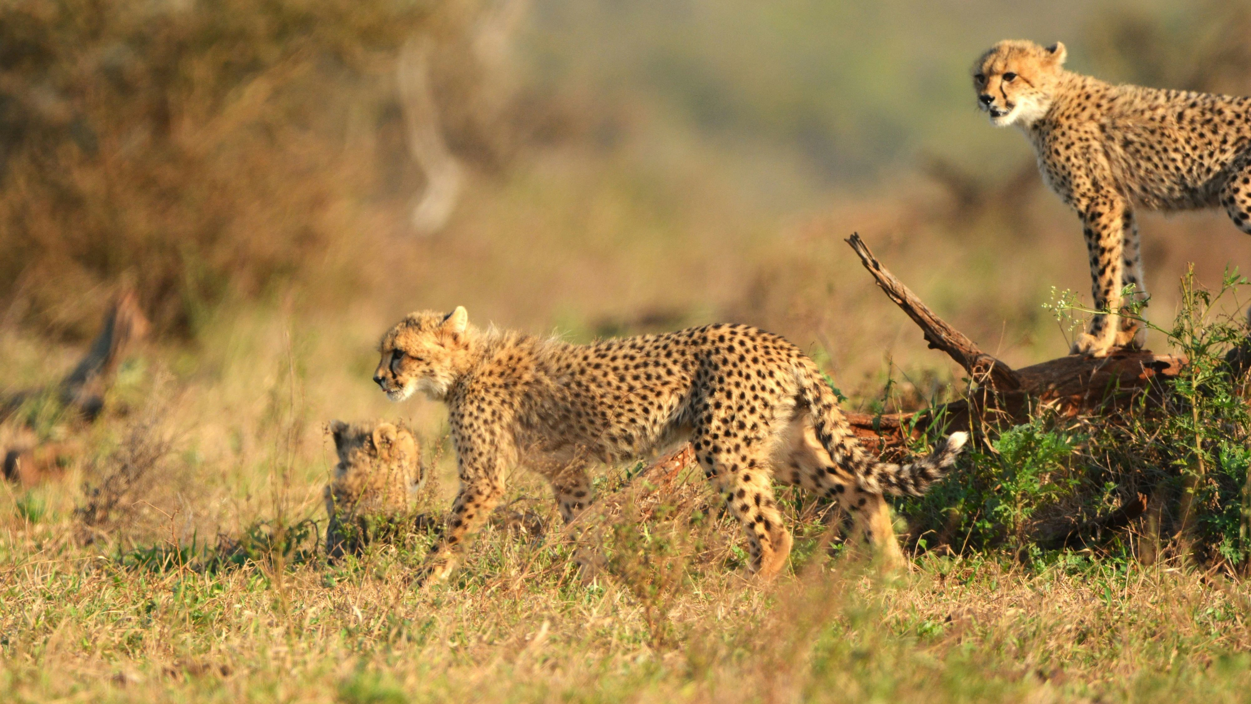 Gepard
