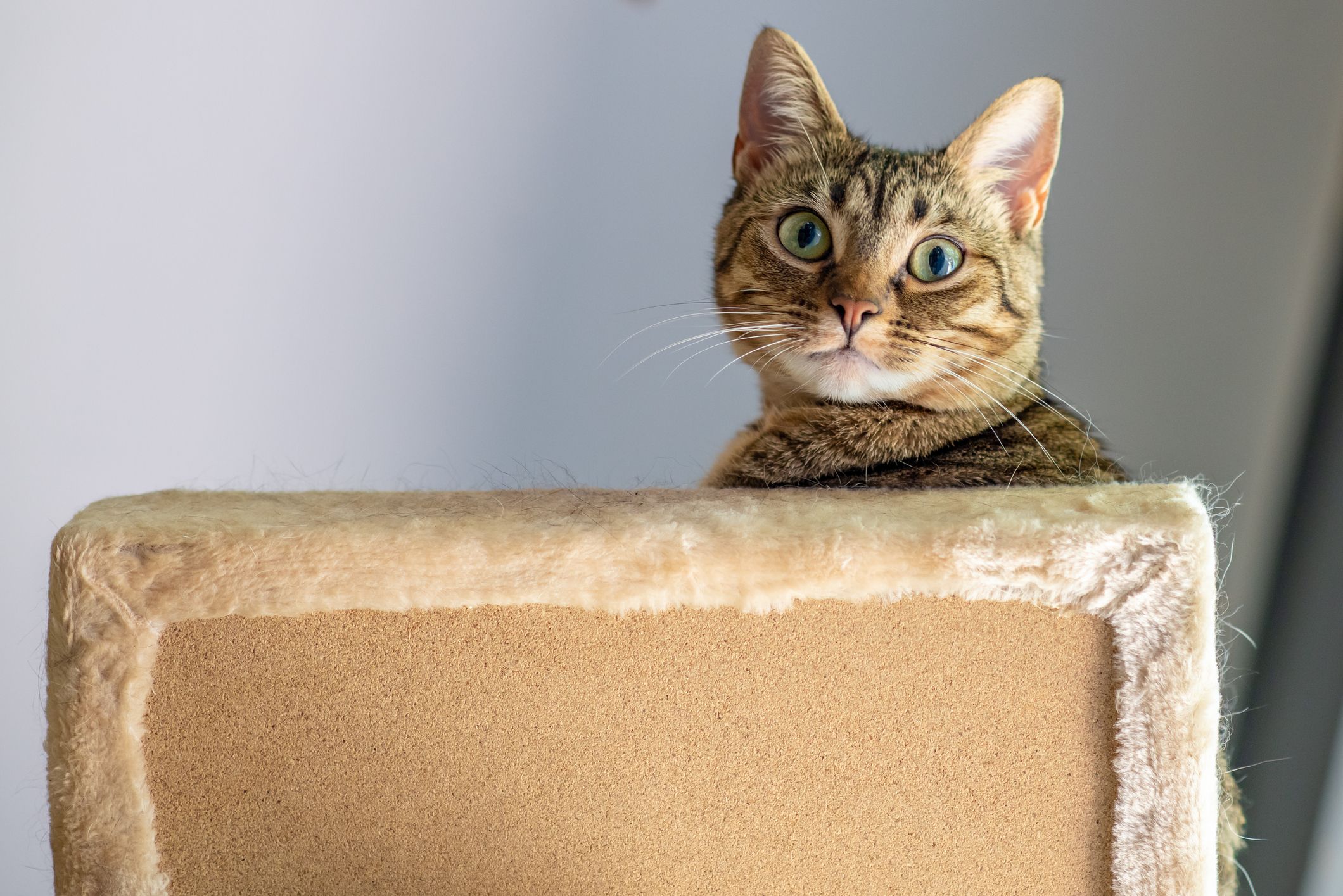 Heute.at - 6 Anzeichen, das deine Katze unter Stress leidet