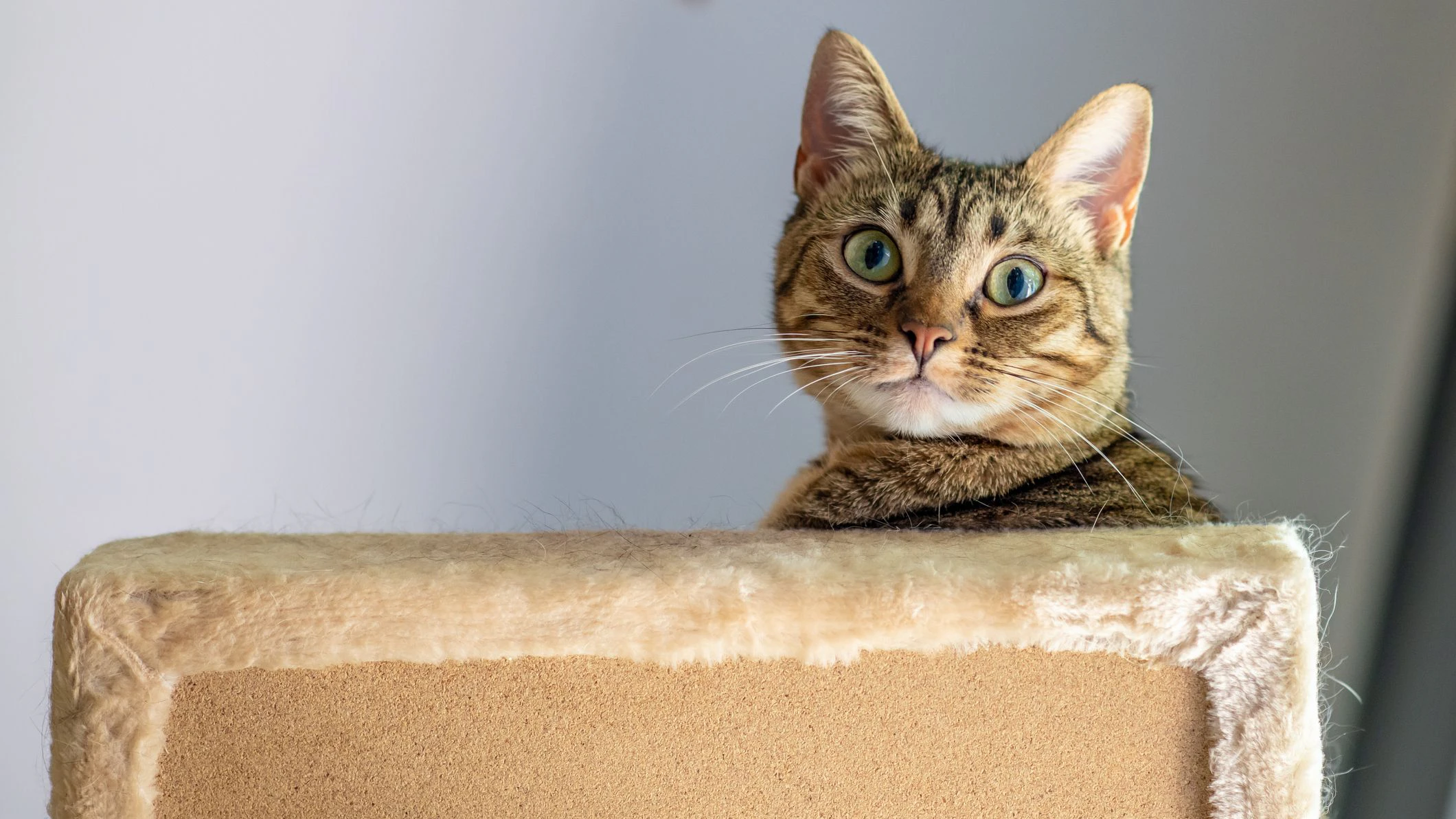 6 Anzeichen, das deine Katze unter Stress leidet