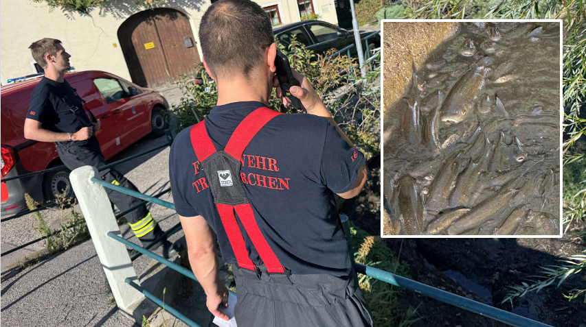 Heute.at - Feuerwehr rettet Fische vor drohendem Erstickungstod