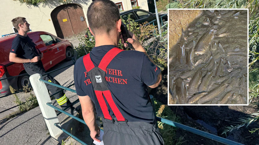 Das Bachbett war beinahe vollständig ausgetrocknet, die Tiere waren in wenigen flachen Wasserstellen eingeschlossen.