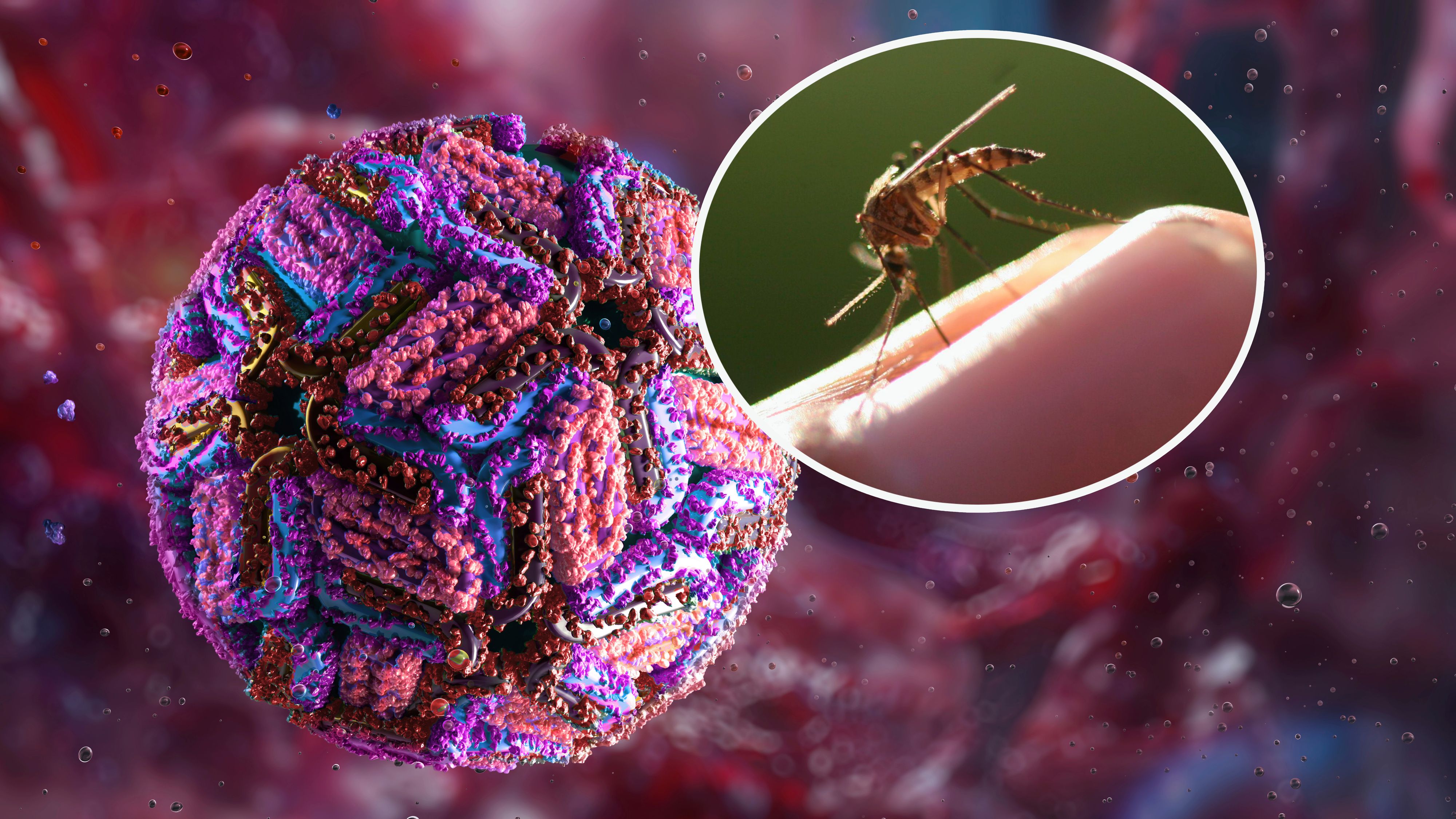 Eine gewöhnliche Gelse kann das West-Nil-Virus von infizierten Vögeln auf den Menschen übertragen.